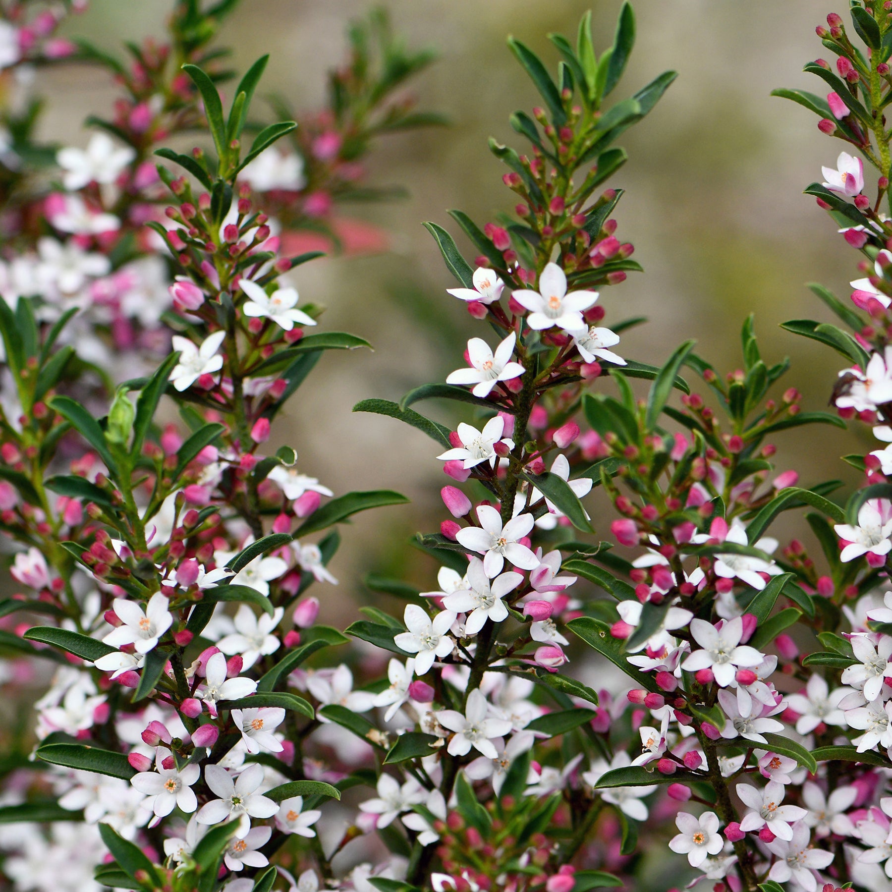 Arbustes à feuillage persistant - Fleur de cire à longues feuilles - Eriostemon myoporoides (philotheca)