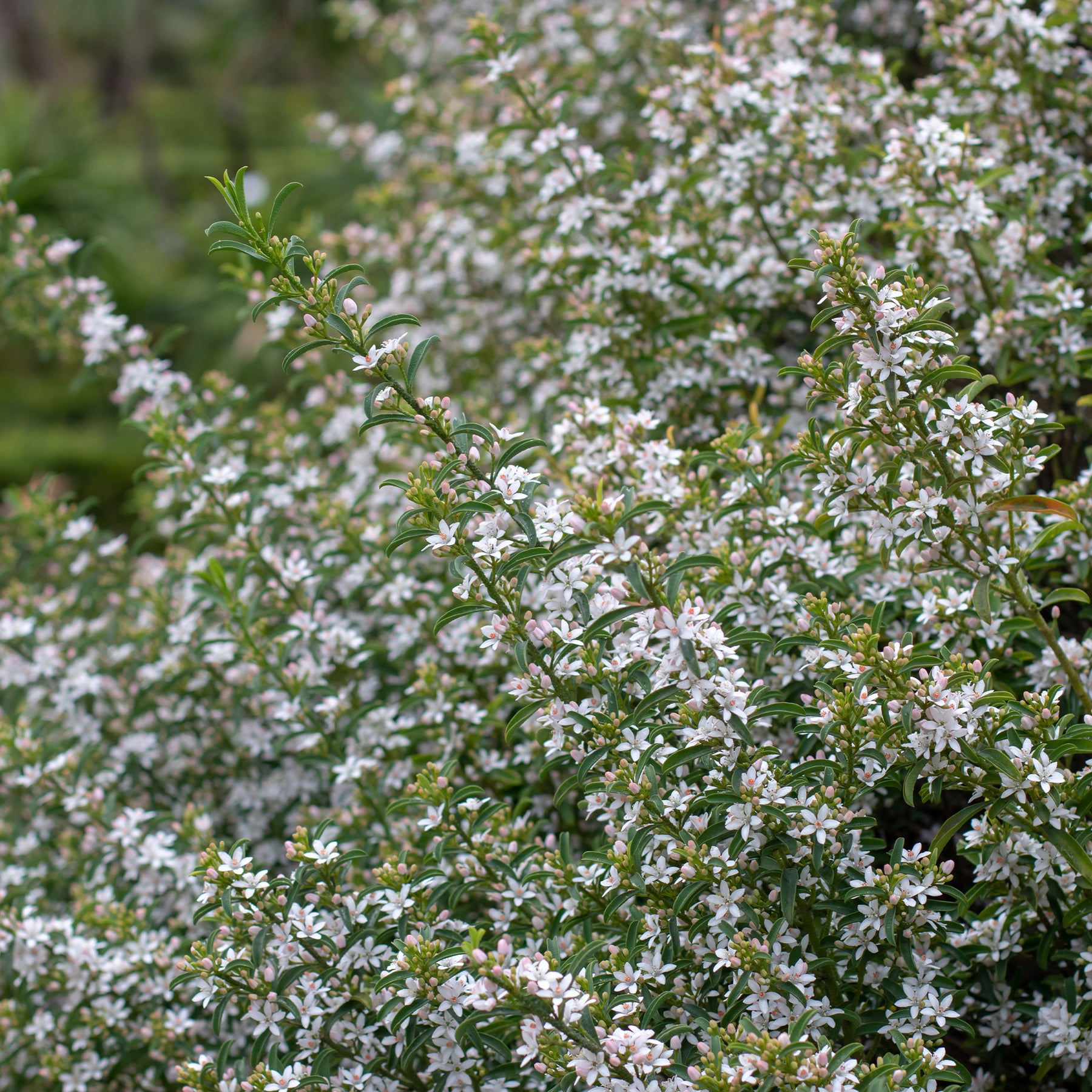 Eriostemon myoporoides (philotheca) - Fleur de cire à longues feuilles - Arbustes à feuillage persistant