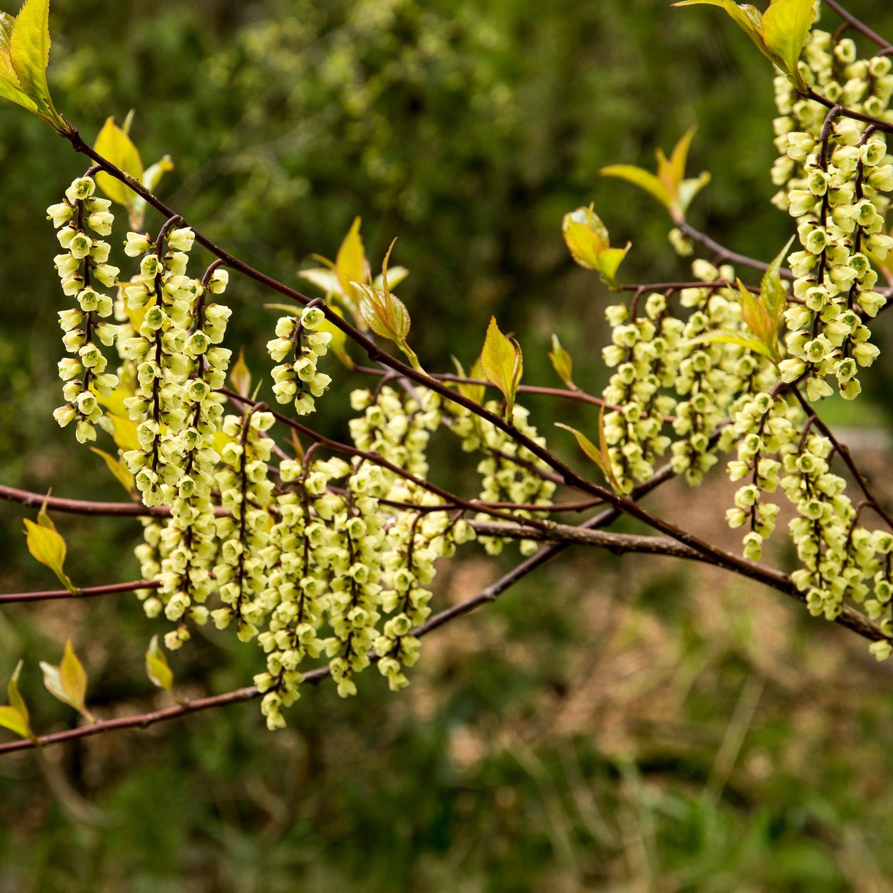 Arbustes - Stachyurus chinensis Joy Forever - Stachyurus chinensis Joy Forever