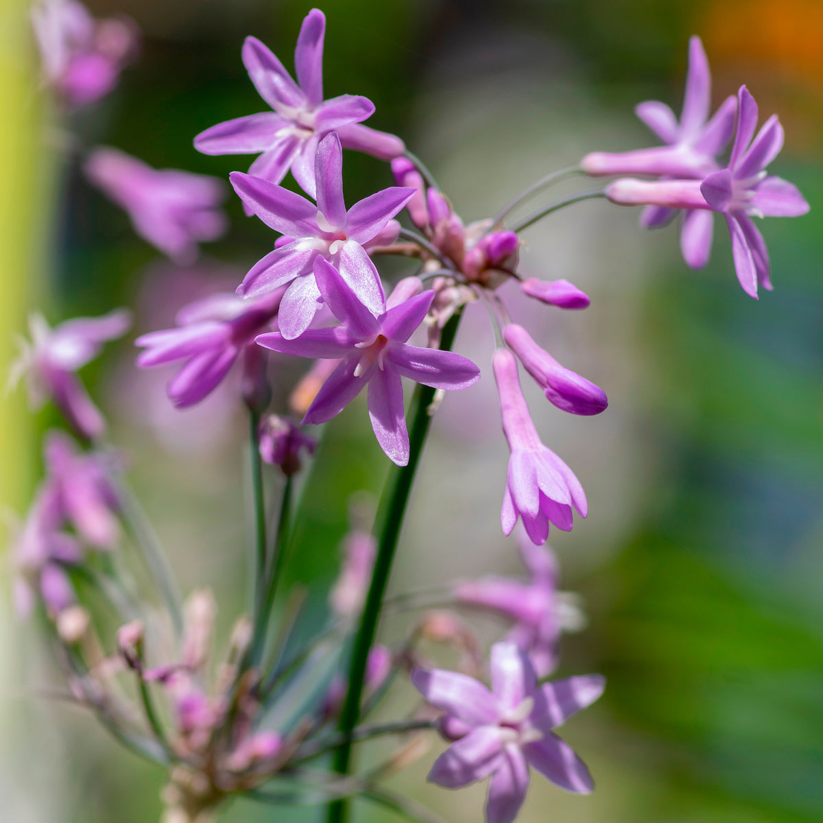 3 Tulbaghia violacea
