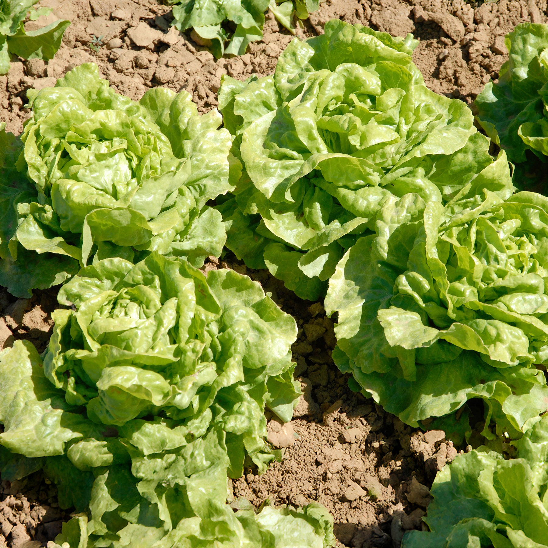 6 Plants de Laitue pommée Novappia - Willemse