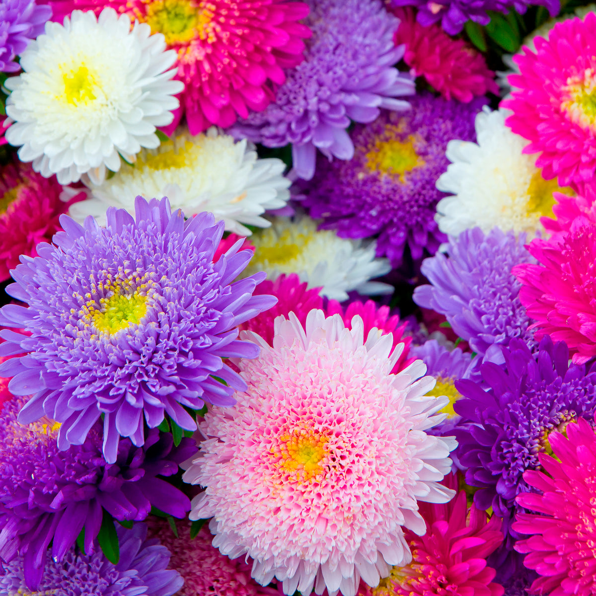 Reine-marguerite Super Princesse en mélange