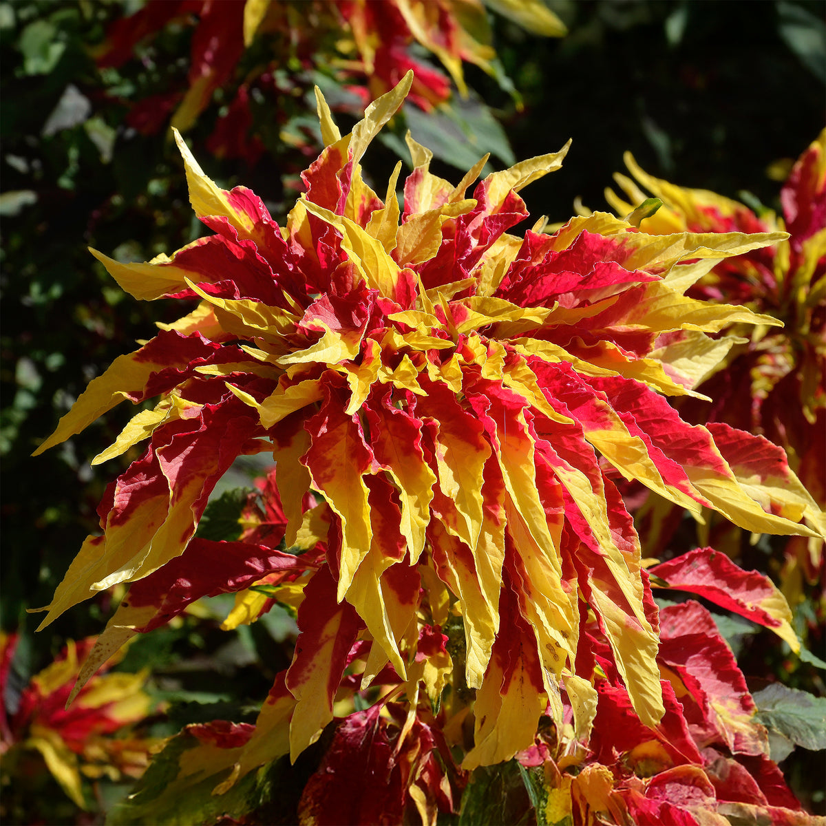 Amarante tricolore comestible Garden Select - Amaranthus gangeticus Splendens Perfecta - Willemse