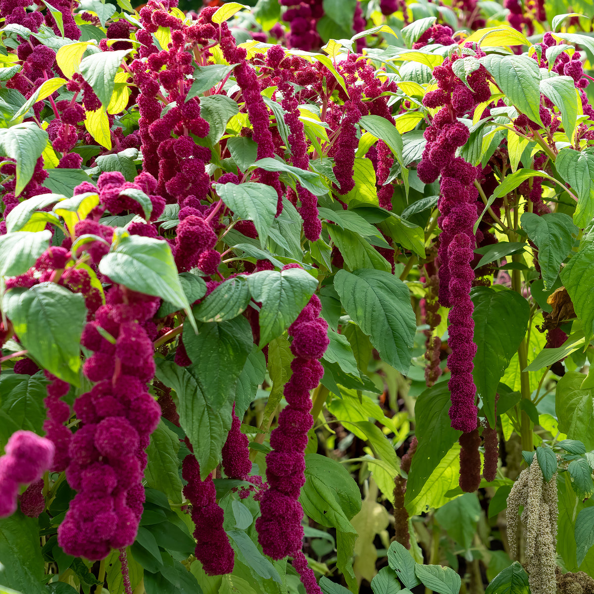Amarante gibbeuse Dreadlocks - Amaranthus caudatus gibbosus - Willemse