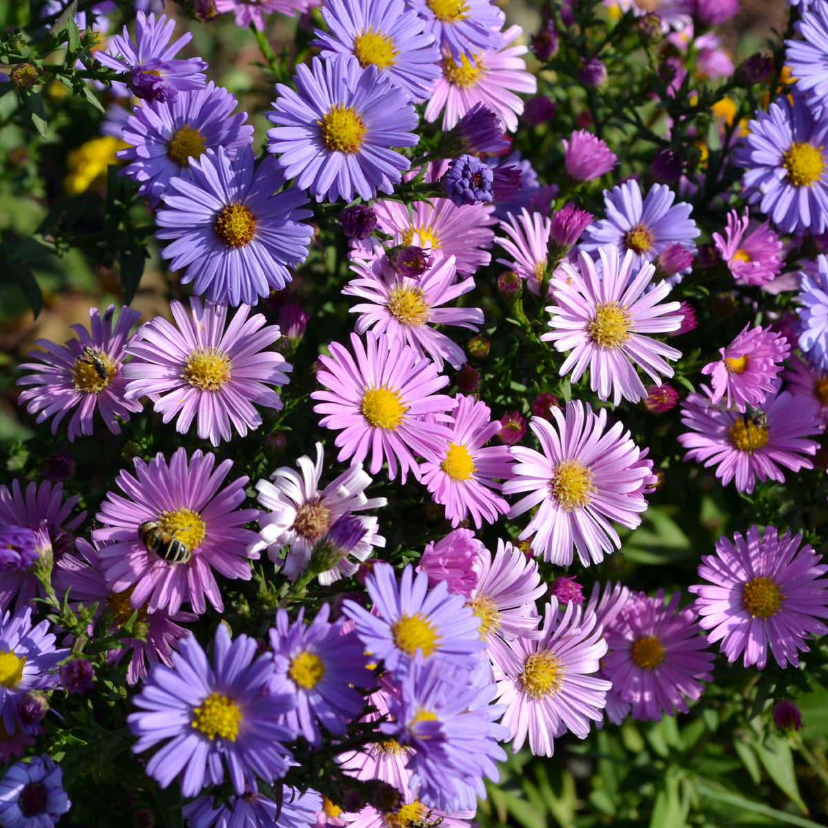 Aster vivace des Alpes en mélange - Willemse