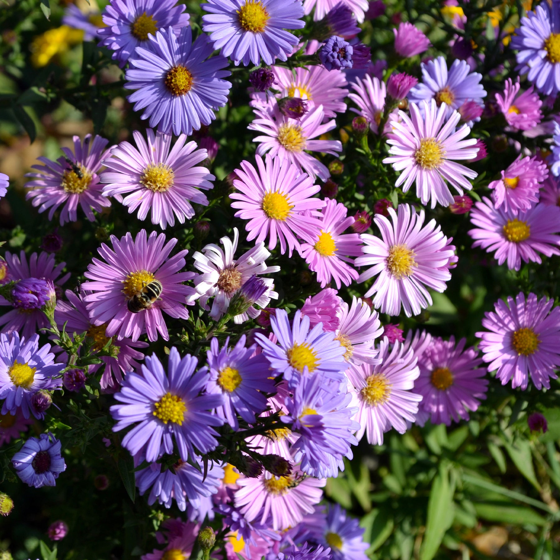 Aster alpinus - Aster vivace des Alpes en mélange - Graines de fleurs