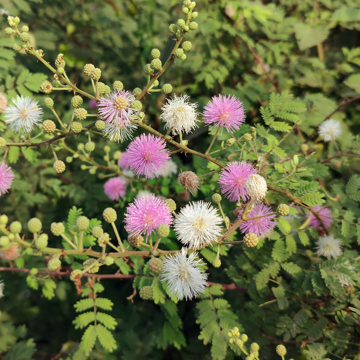 Mimosa pudique - sensitive - Willemse