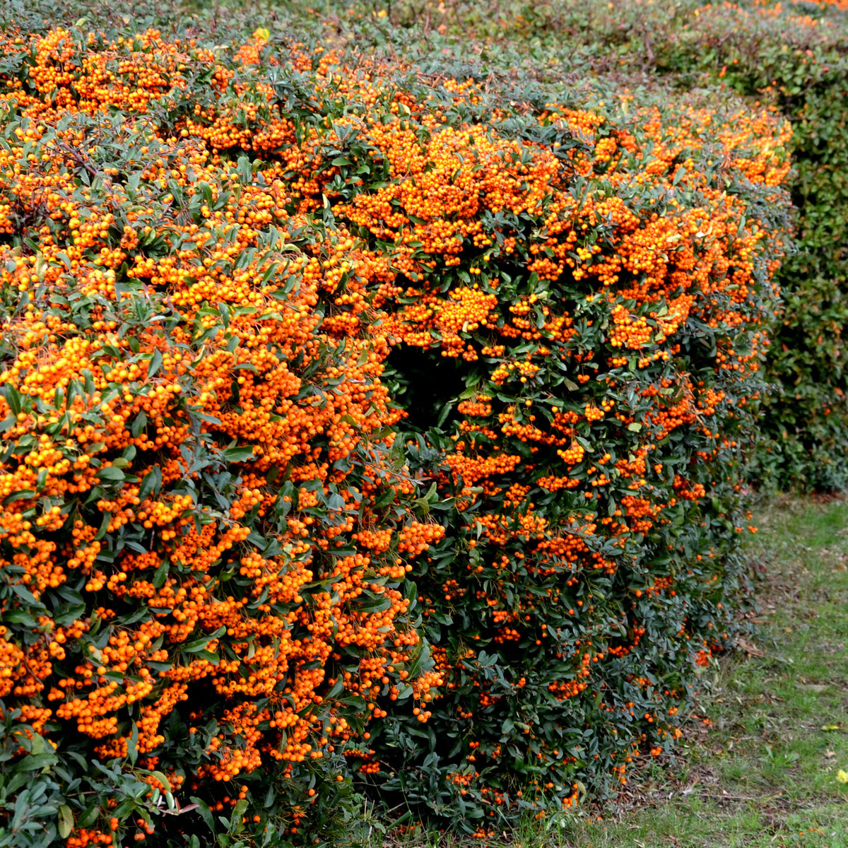 Buisson ardent Saphyr® Orange Cadange - Pyracantha - Pyracantha saphyr ® orange cadange - Willemse