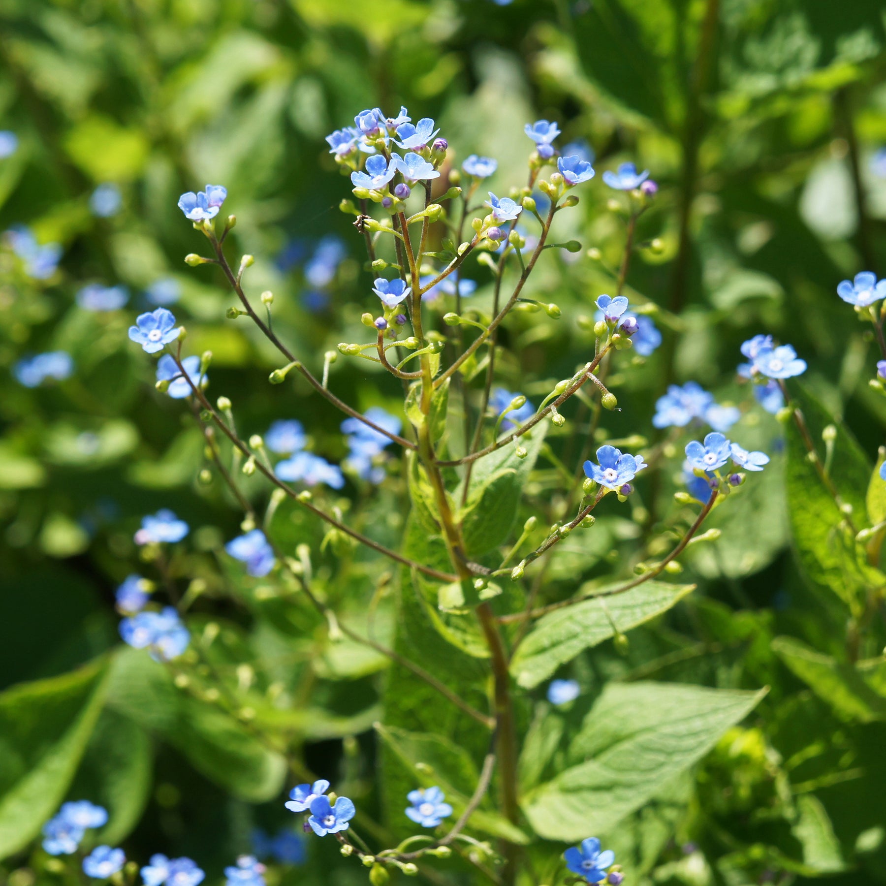 Buglosse de Sibérie - Brunnera sibirica - Willemse