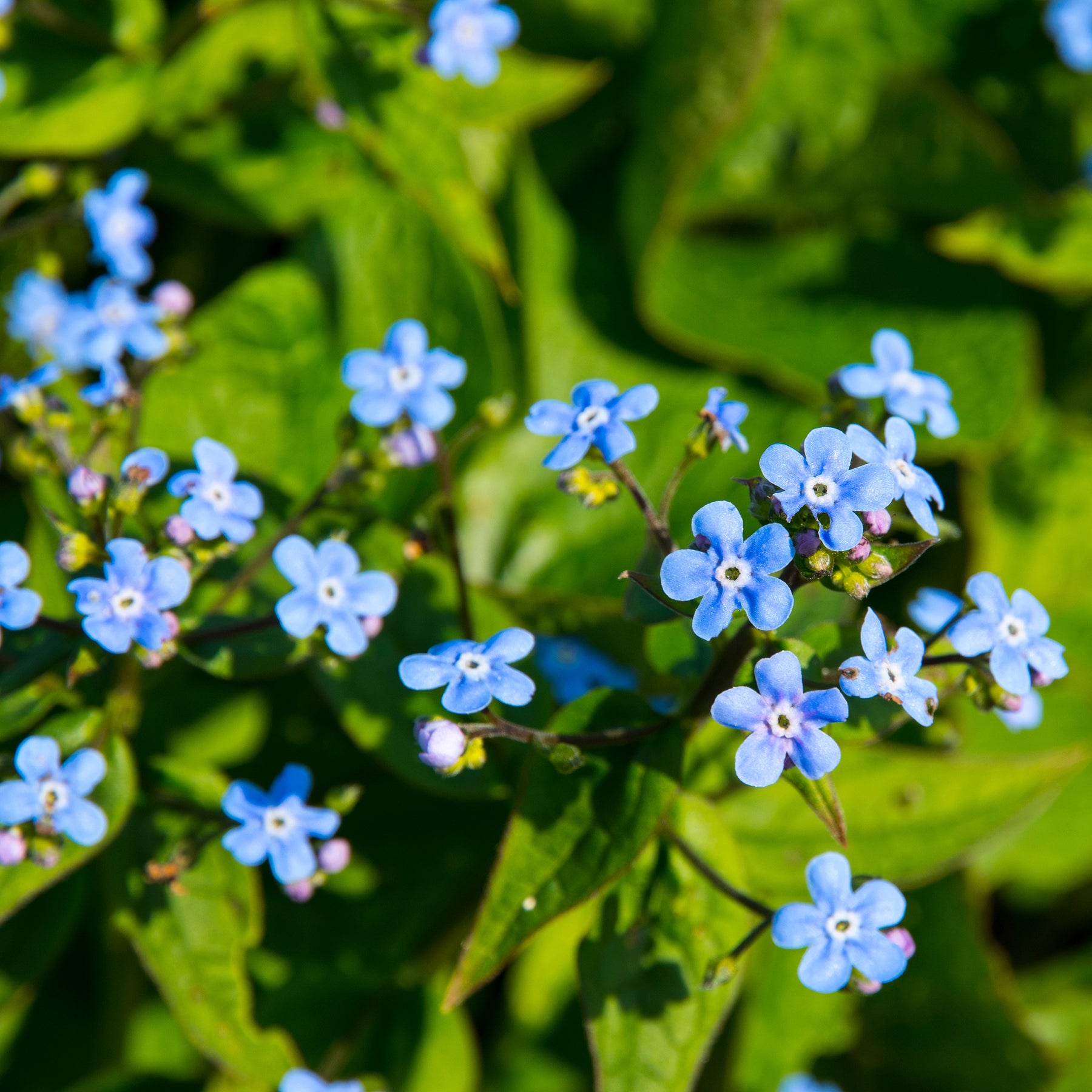 Brunnera sibirica - Buglosse de Sibérie - Myosotis