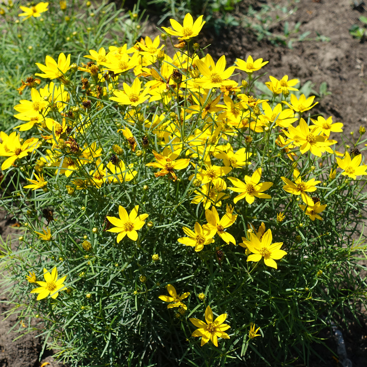 Coreopsis verticillé Zagreb