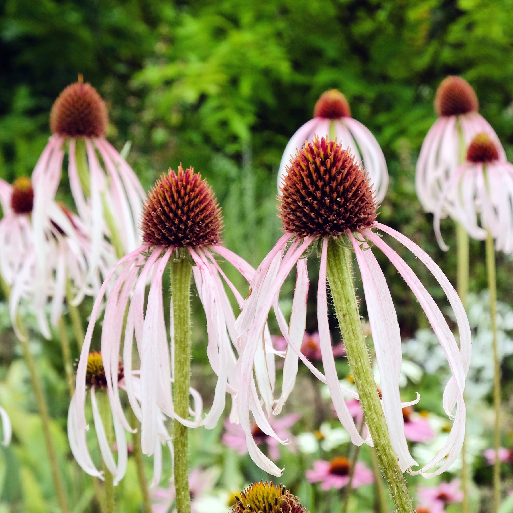 Echinacea pallida - Rudbeckia pâle - Echinacea - Rudbeckia