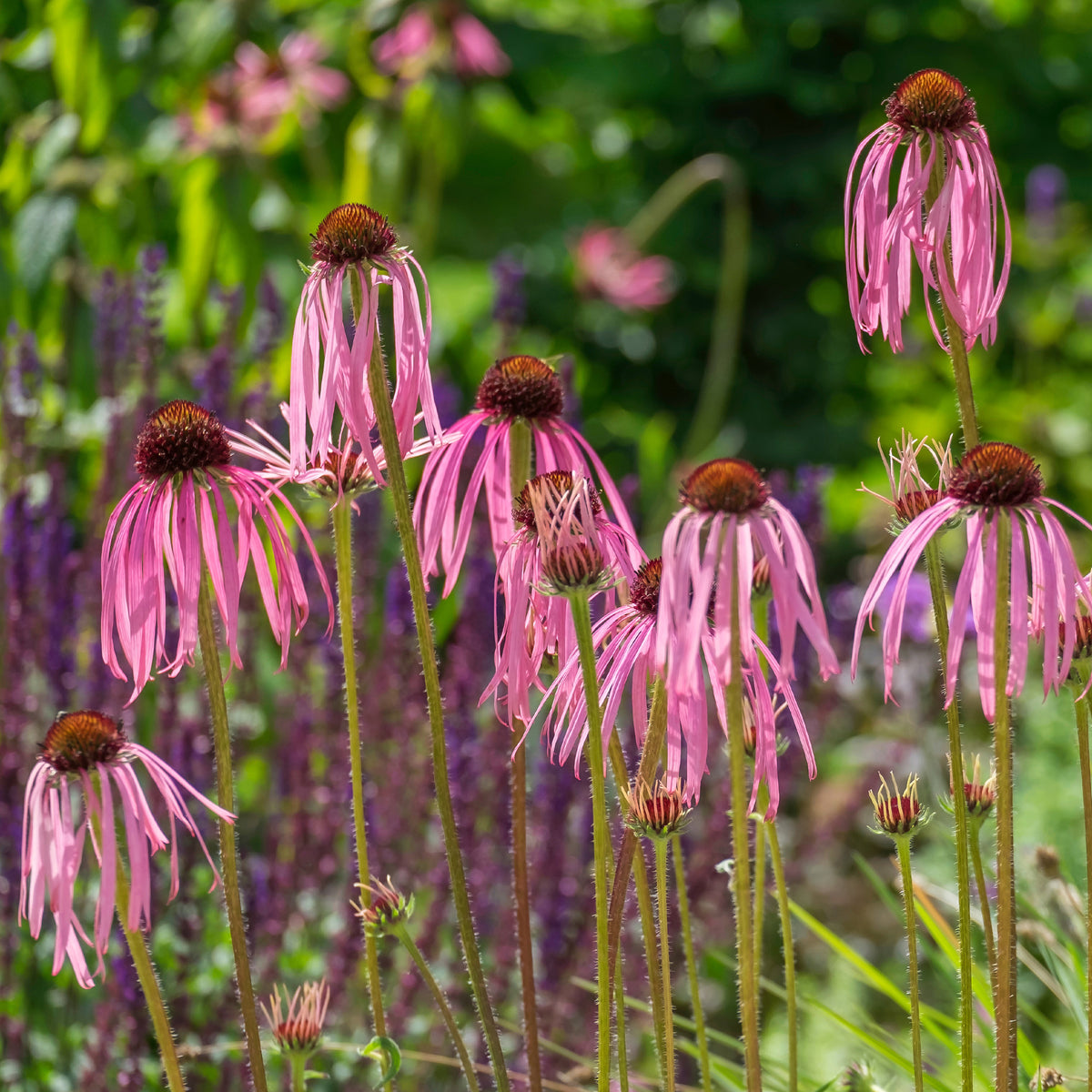 Echinacée pâle - Echinacea pallida - Willemse