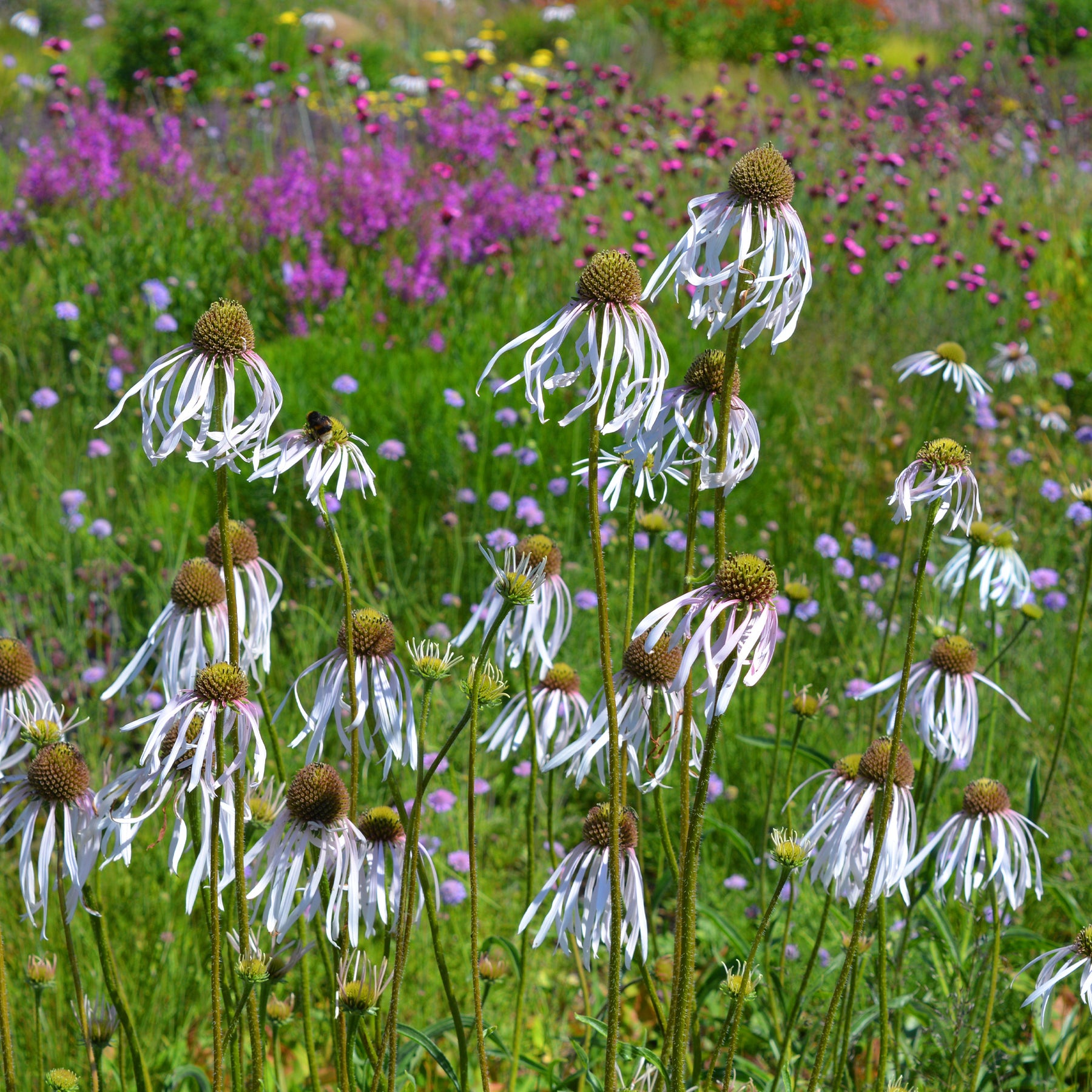 Echinacea pallida Hula Dancer - Rudbeckia pâle Hula Dancer - Echinacea - Rudbeckia