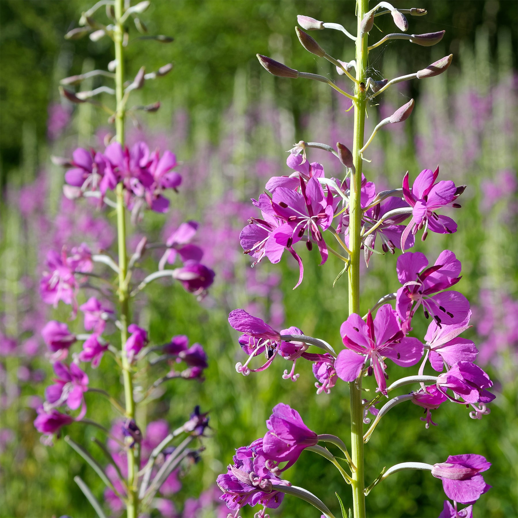 Epilobium angustifolium - Épilobe - Fleurs vivaces