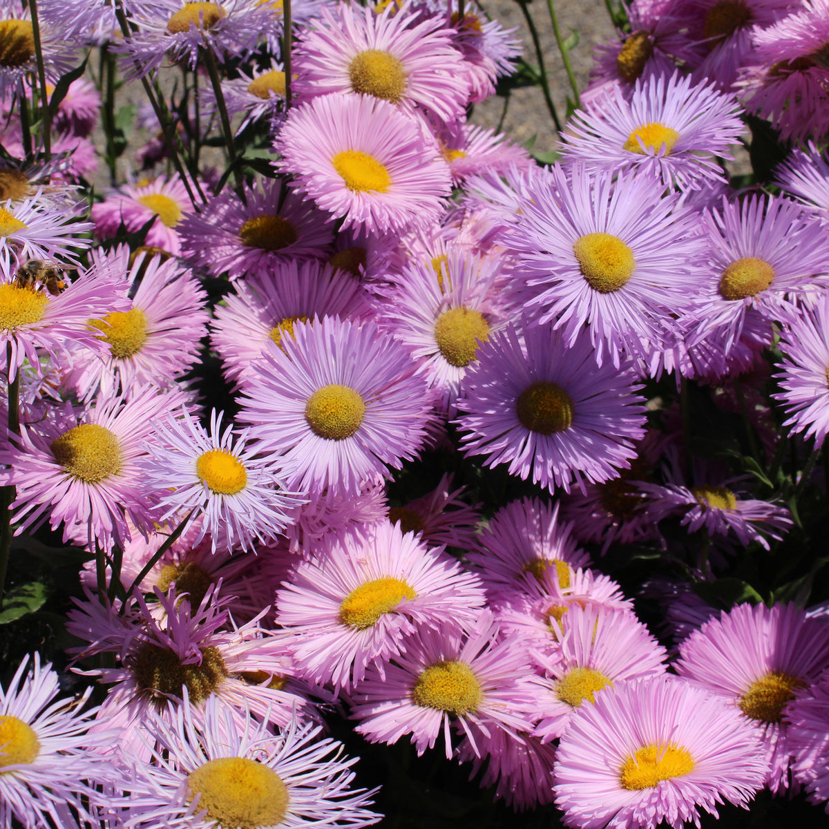 Vergerette Rosa Jewel - Erigeron - Willemse