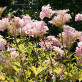 Filipendule rouge Venusta - Reine des près - Willemse