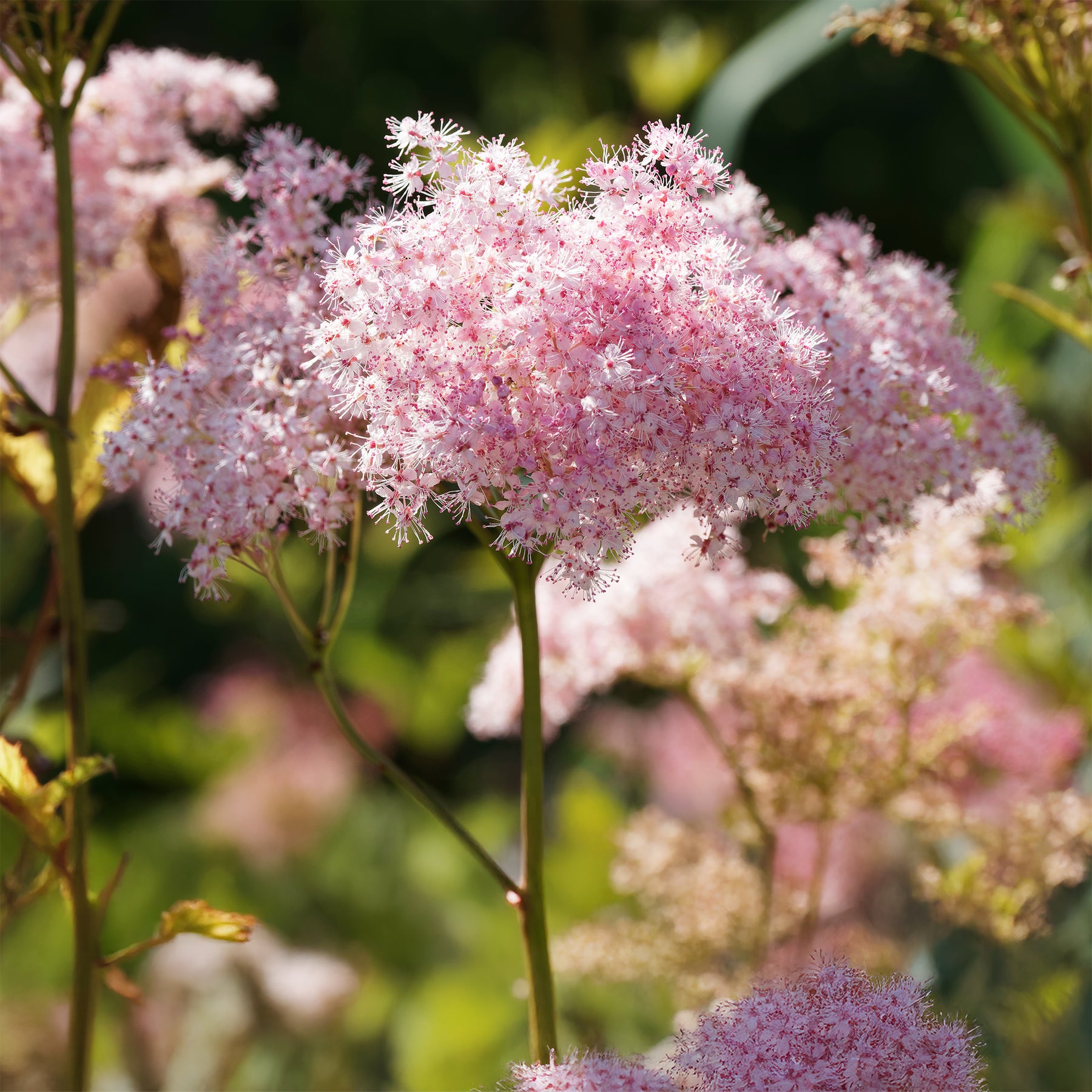 Filipendula rubra venusta - Filipendule rouge Venusta - Reine des près - Filipendule