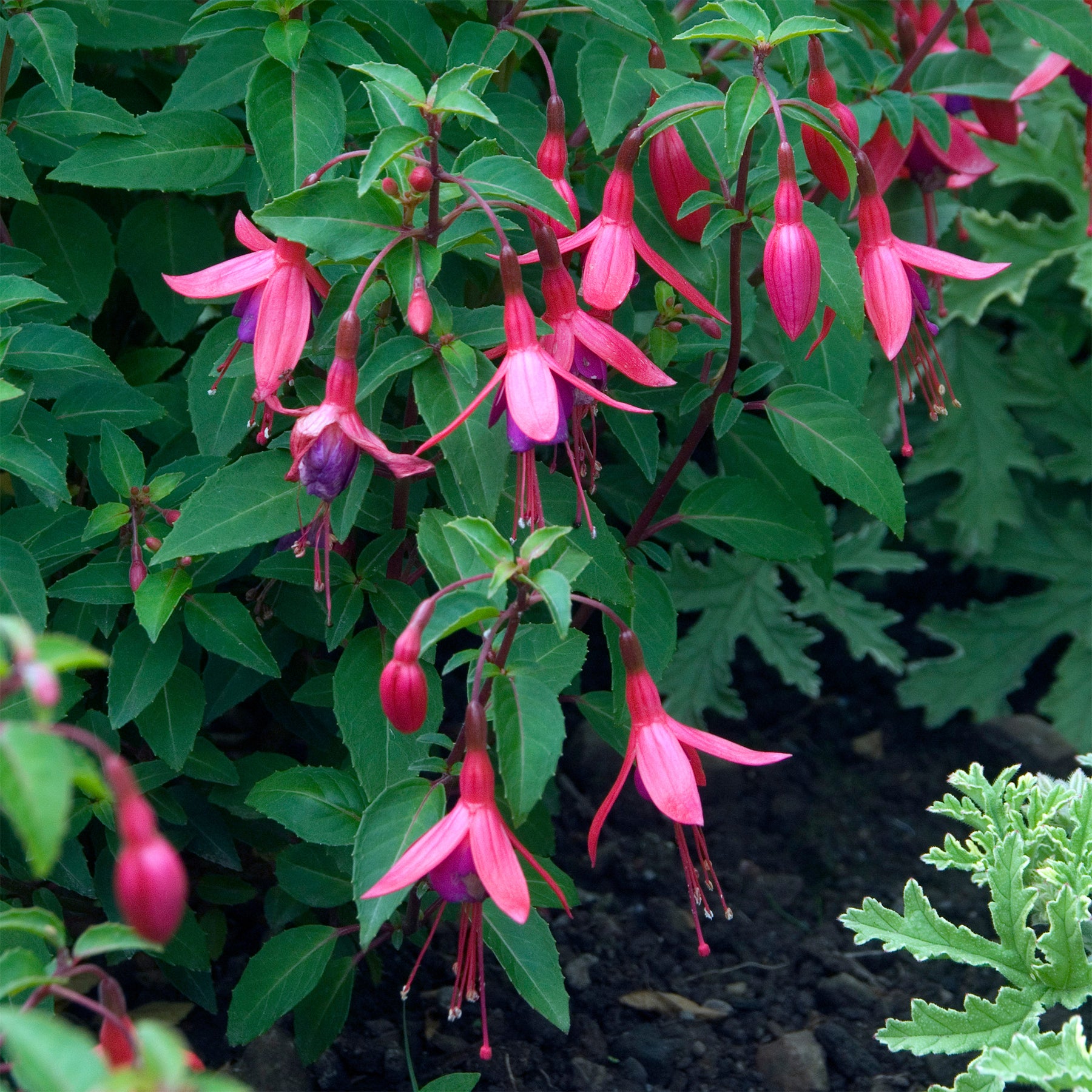 Fuchsia Tom Thumb - Willemse