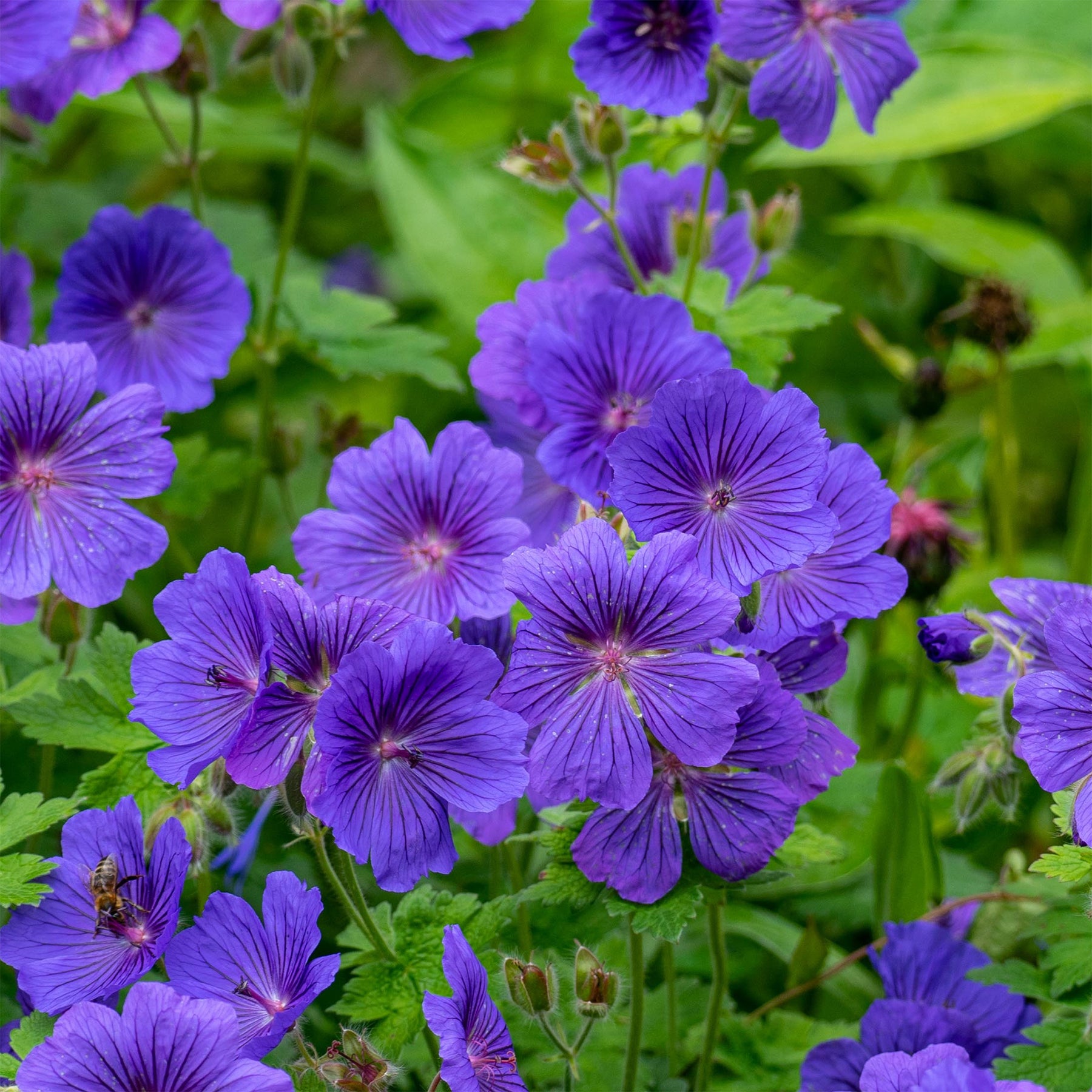 Géraniums vivaces - Géranium vivace Rosemoor - Geranium x magnificum Rosemoor