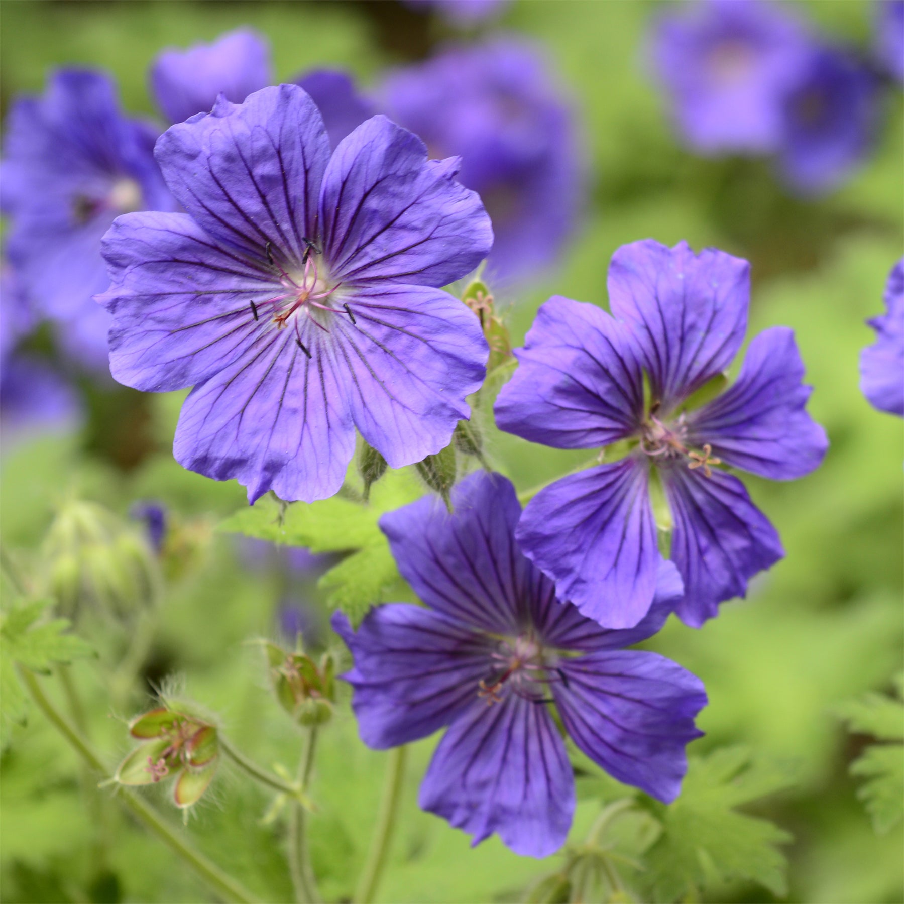 Vente Géranium vivace Rosemoor - Geranium x magnificum Rosemoor