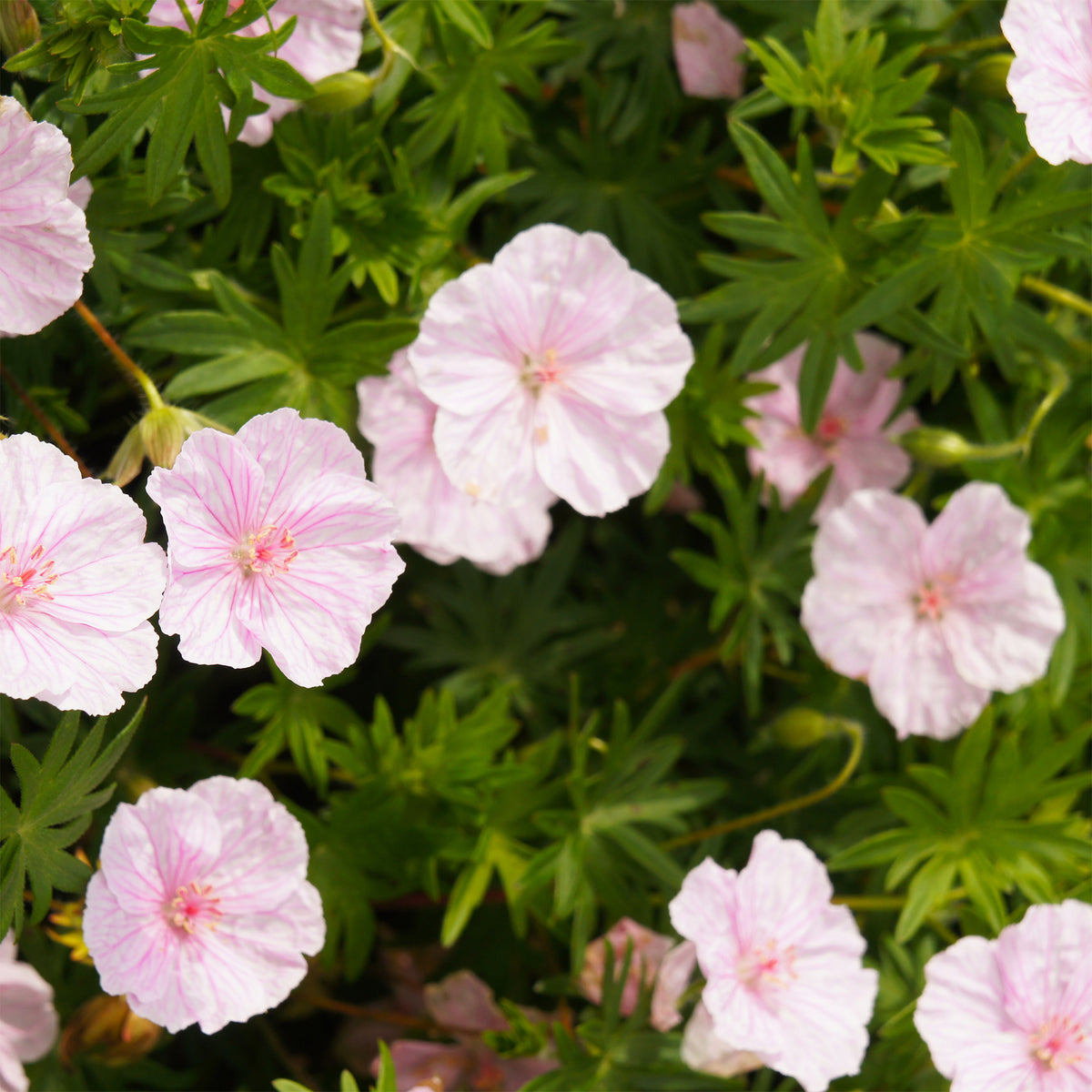 Géranium vivace sanguin strié - Geranium sanguineum striatum - Willemse