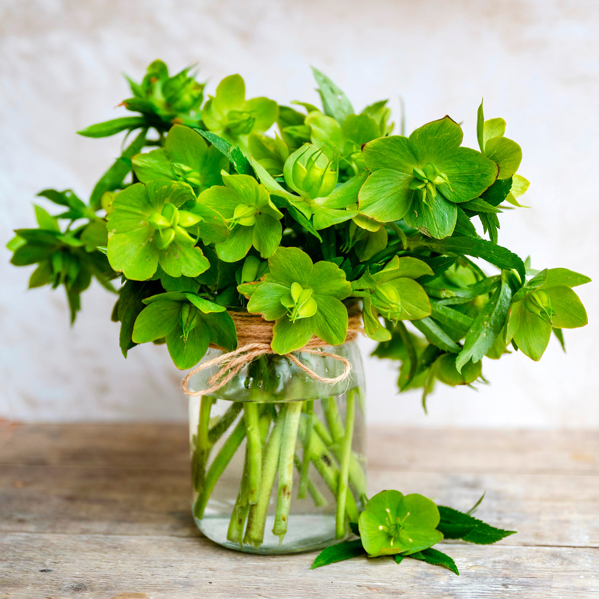 Hellébore de Corse - Helleborus argutifolius - Willemse