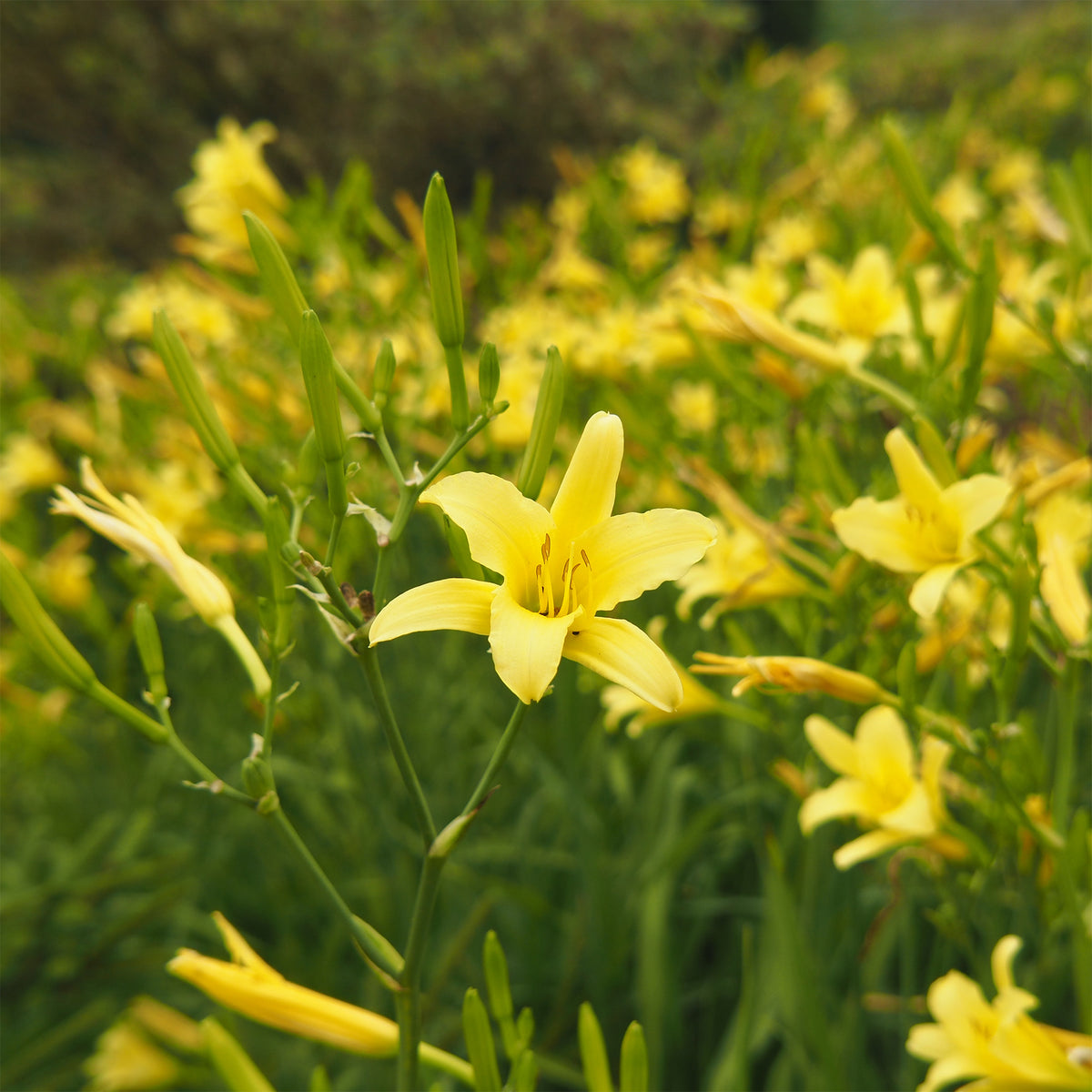Hémérocalle citrina - Hemerocallis citrina - Willemse