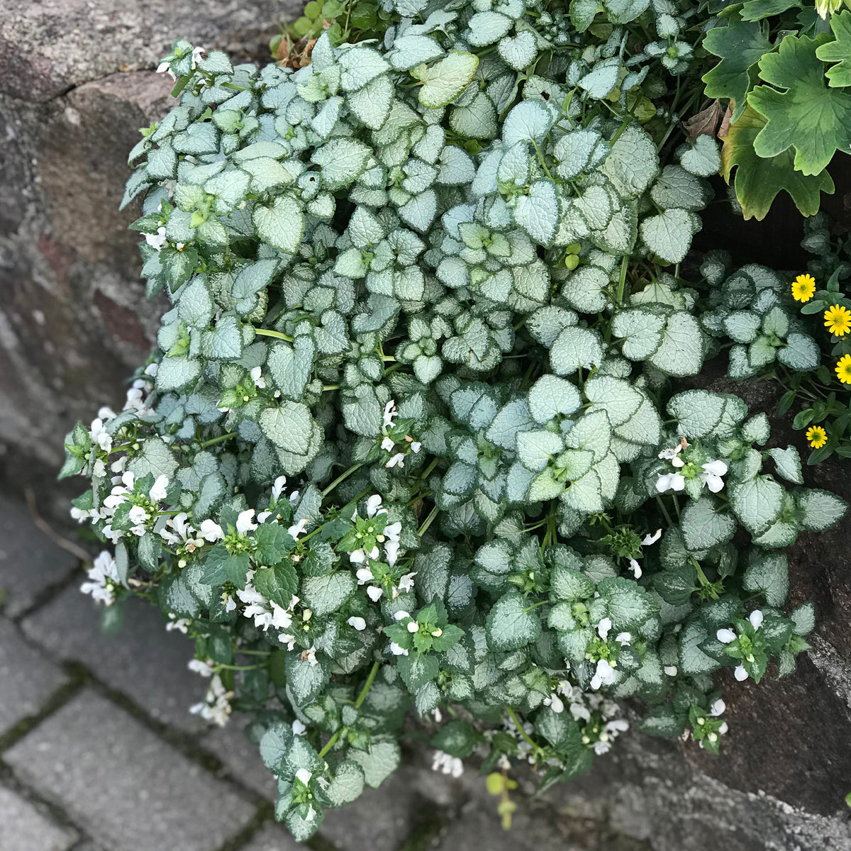 Lamier maculé White Nancy - Lamium maculatum white nancy - Willemse