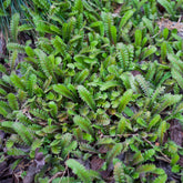 Cotule à bractées - Willemse