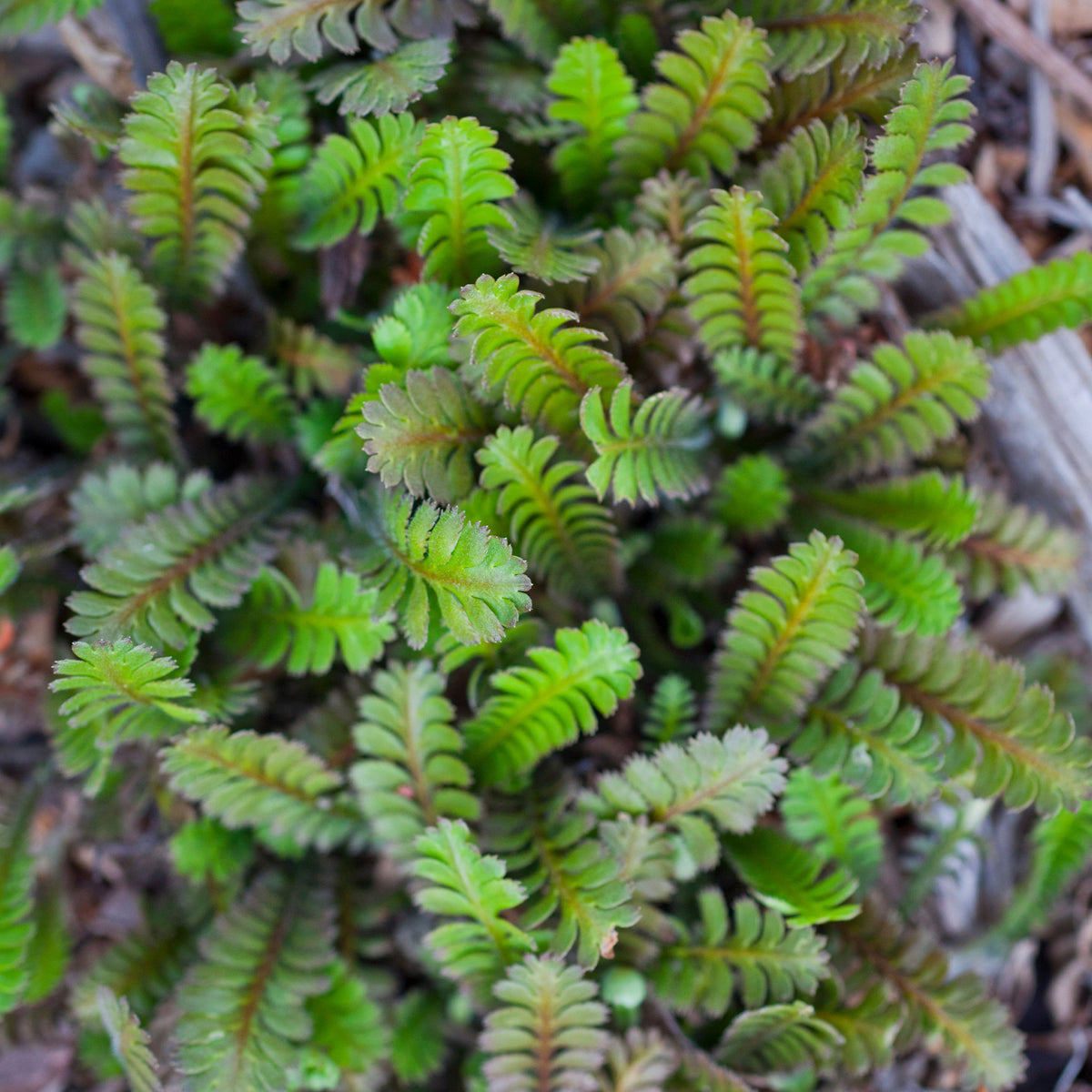 Cotule à bractées - Leptinella squalida - Willemse