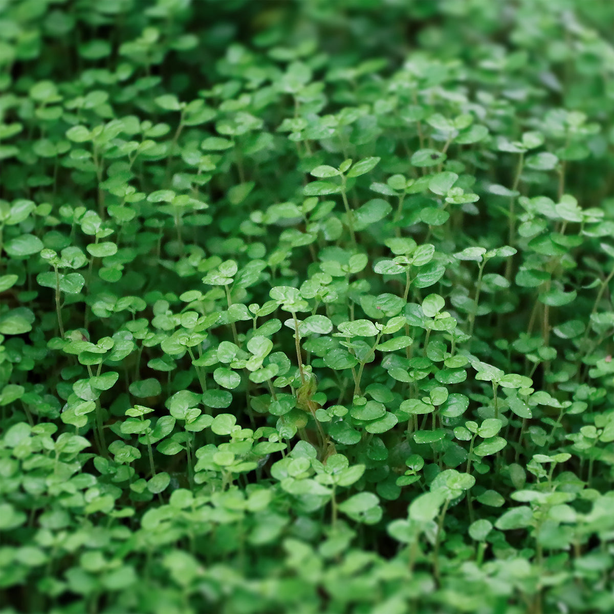 Menthe de Corse - Willemse