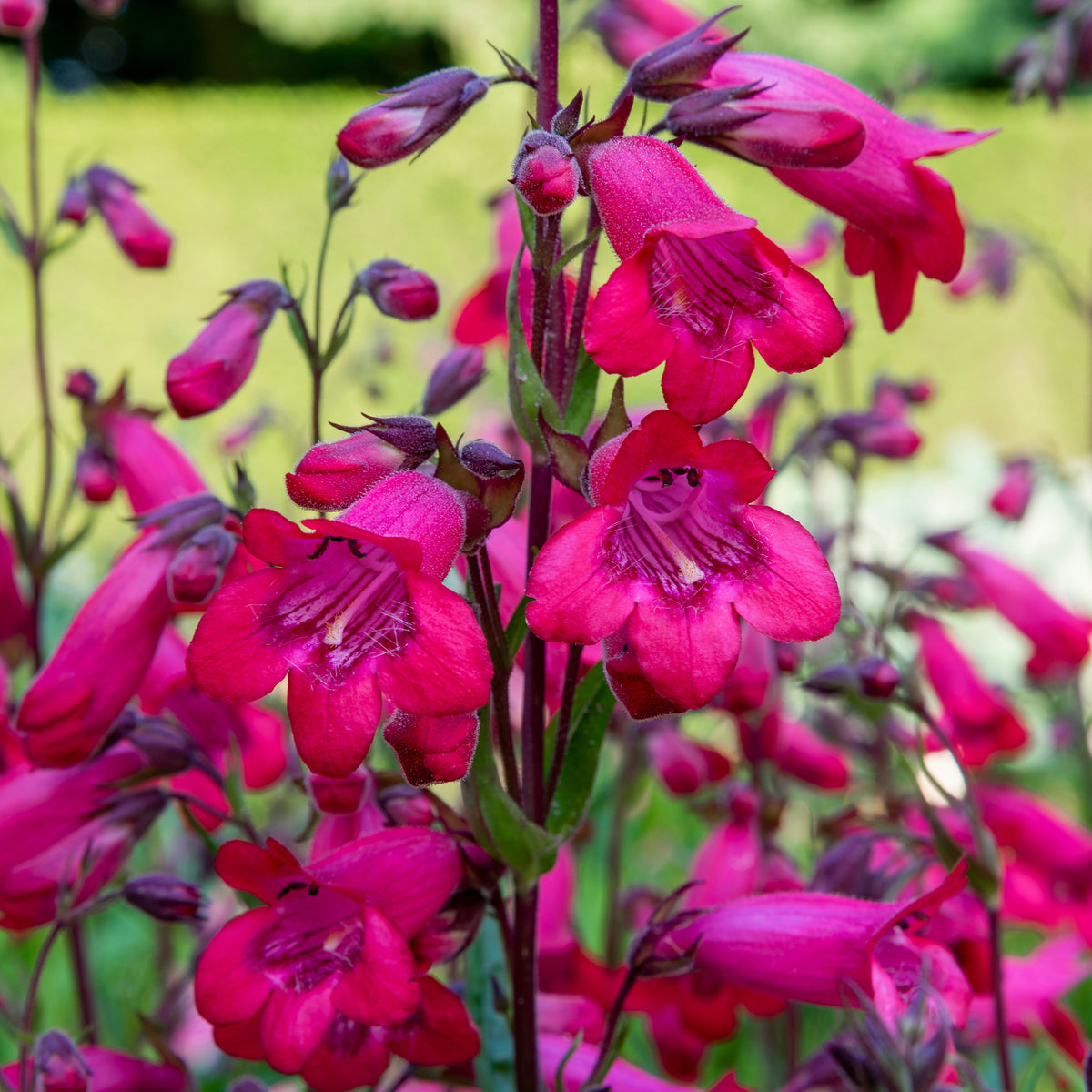 Galane Schoenholzeri - Penstemon - Penstemon Schoenholzeri - Willemse