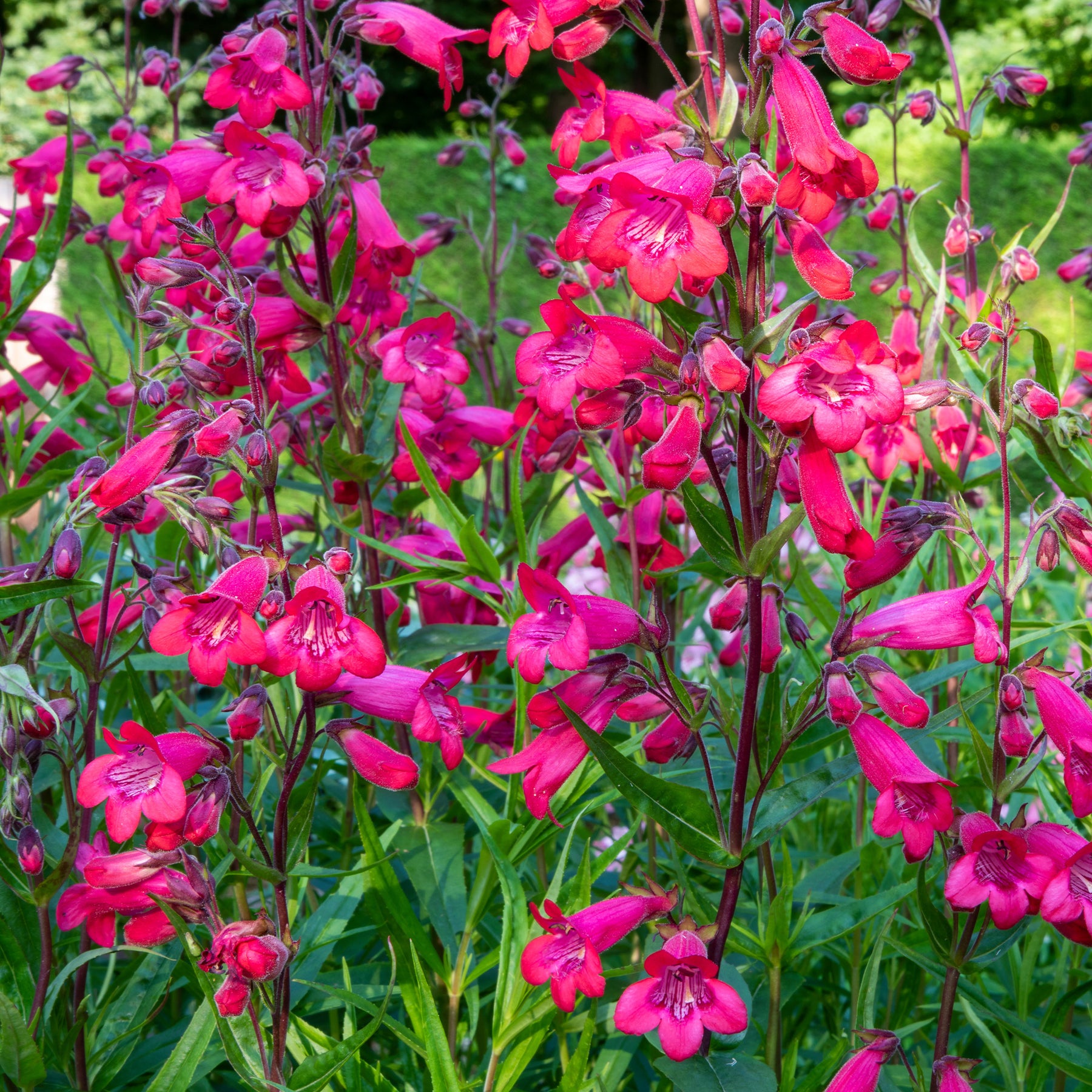 Penstemon Schoenholzeri - Galane Schoenholzeri - Penstemon - Penstémon - Penstemon