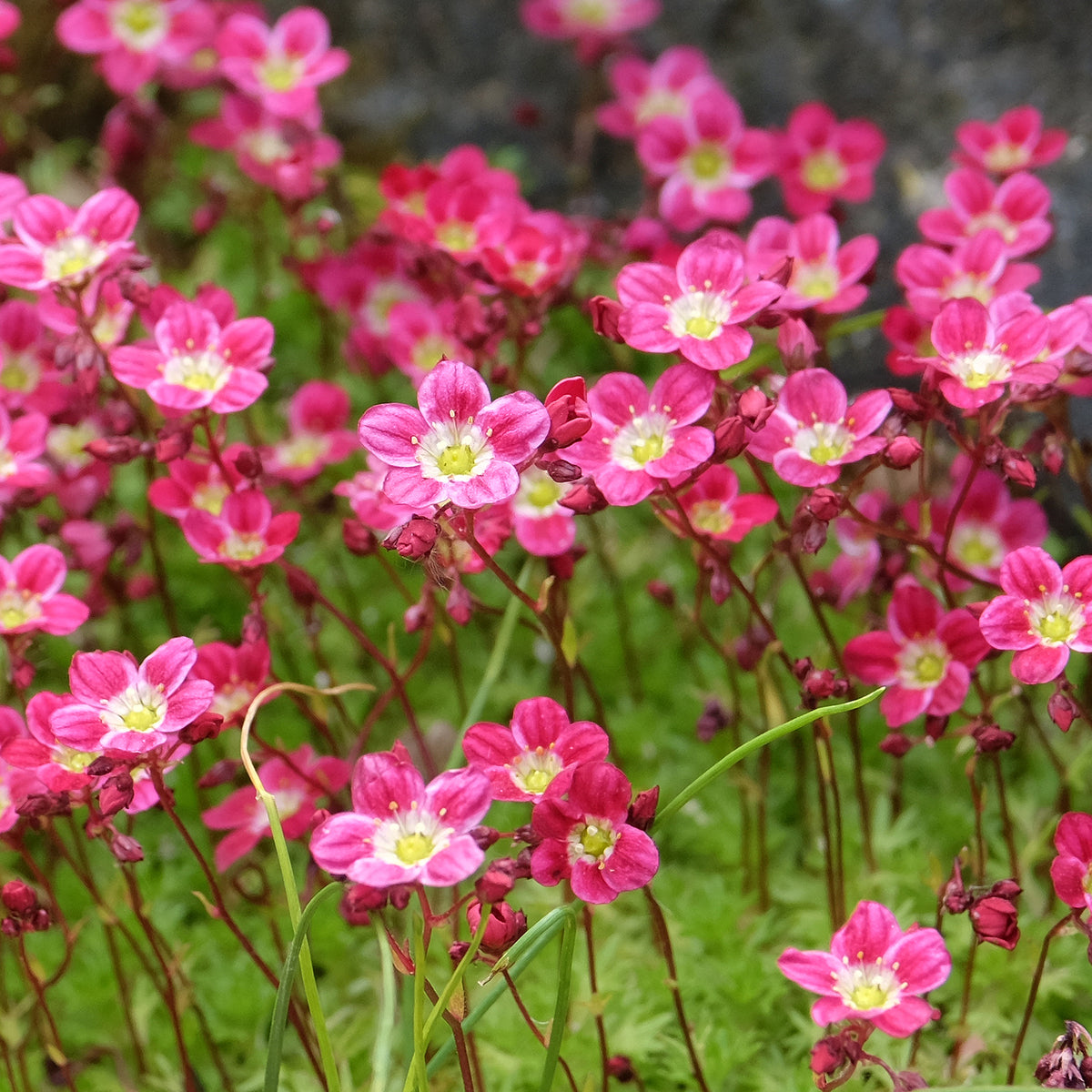 Saxifrage mousse Peter Pan