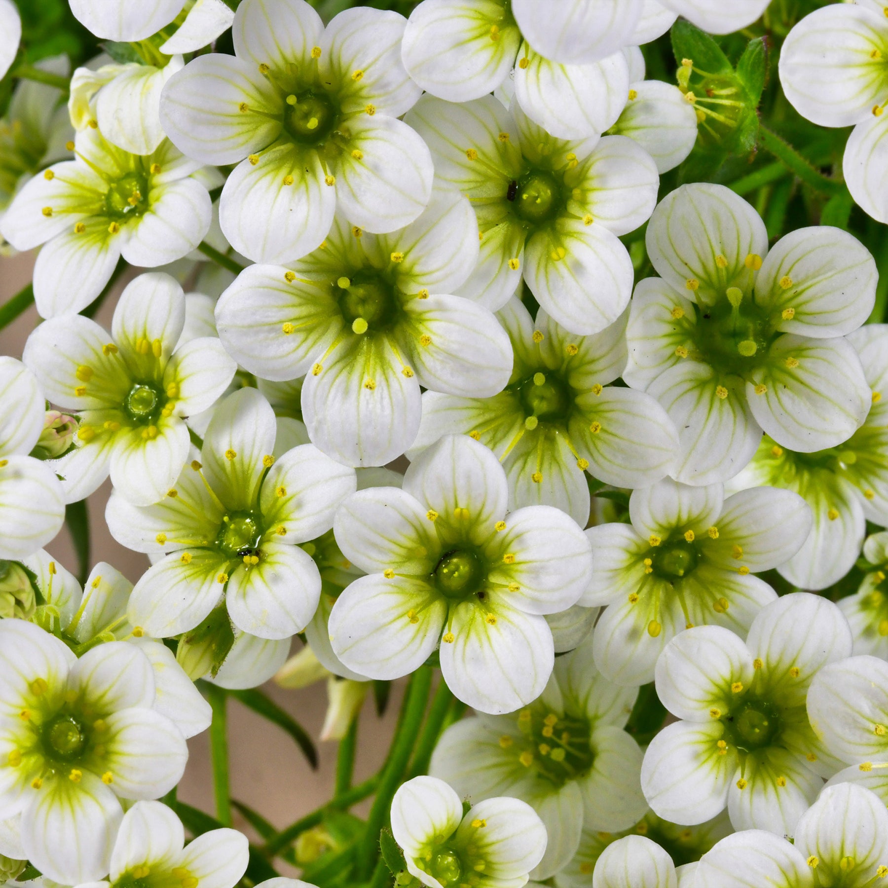 Saxifraga arendsii White Pixie - Saxifrage mousse Pixie White - Saxifrage