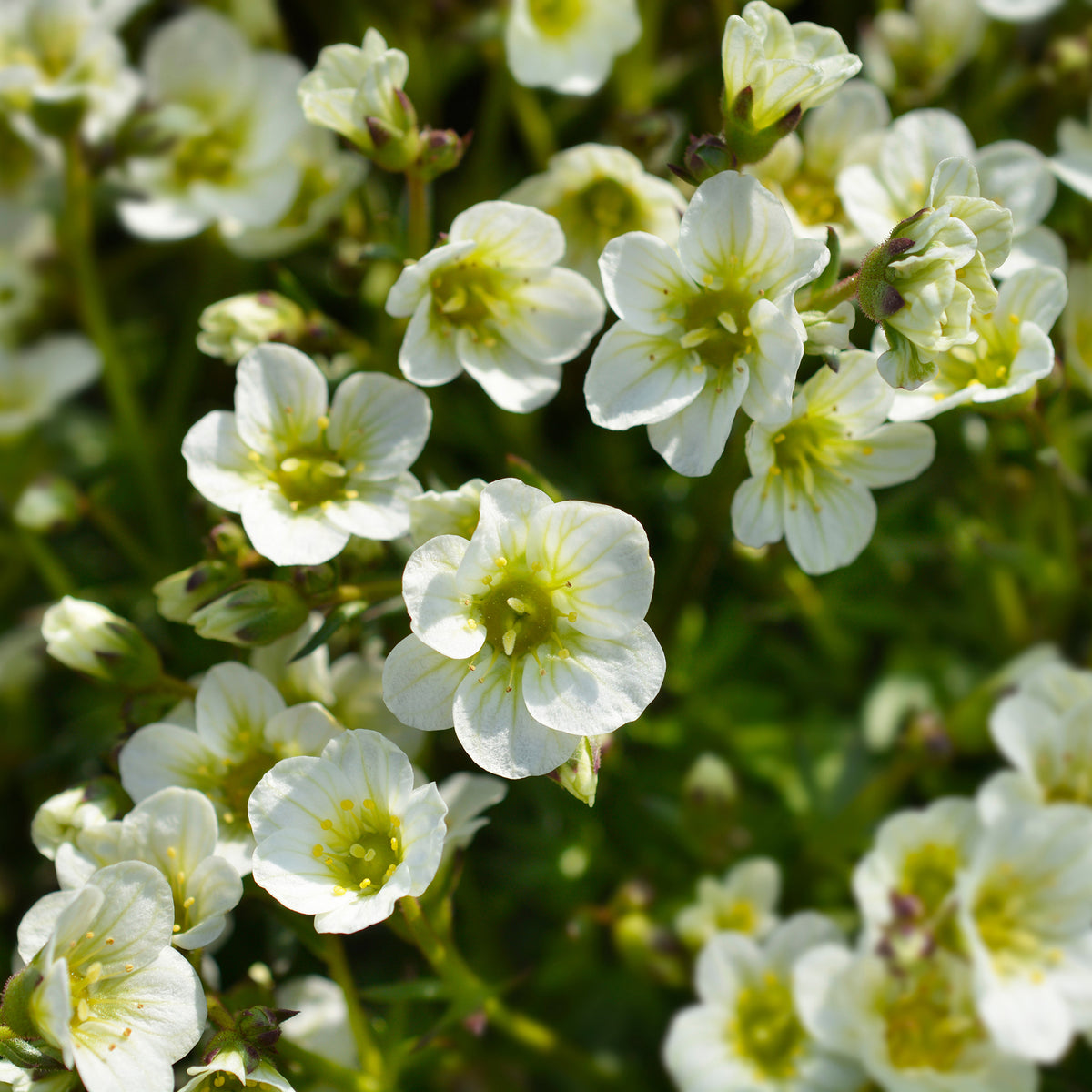 Saxifrage mousse Pixie White - Saxifraga arendsii White Pixie - Willemse