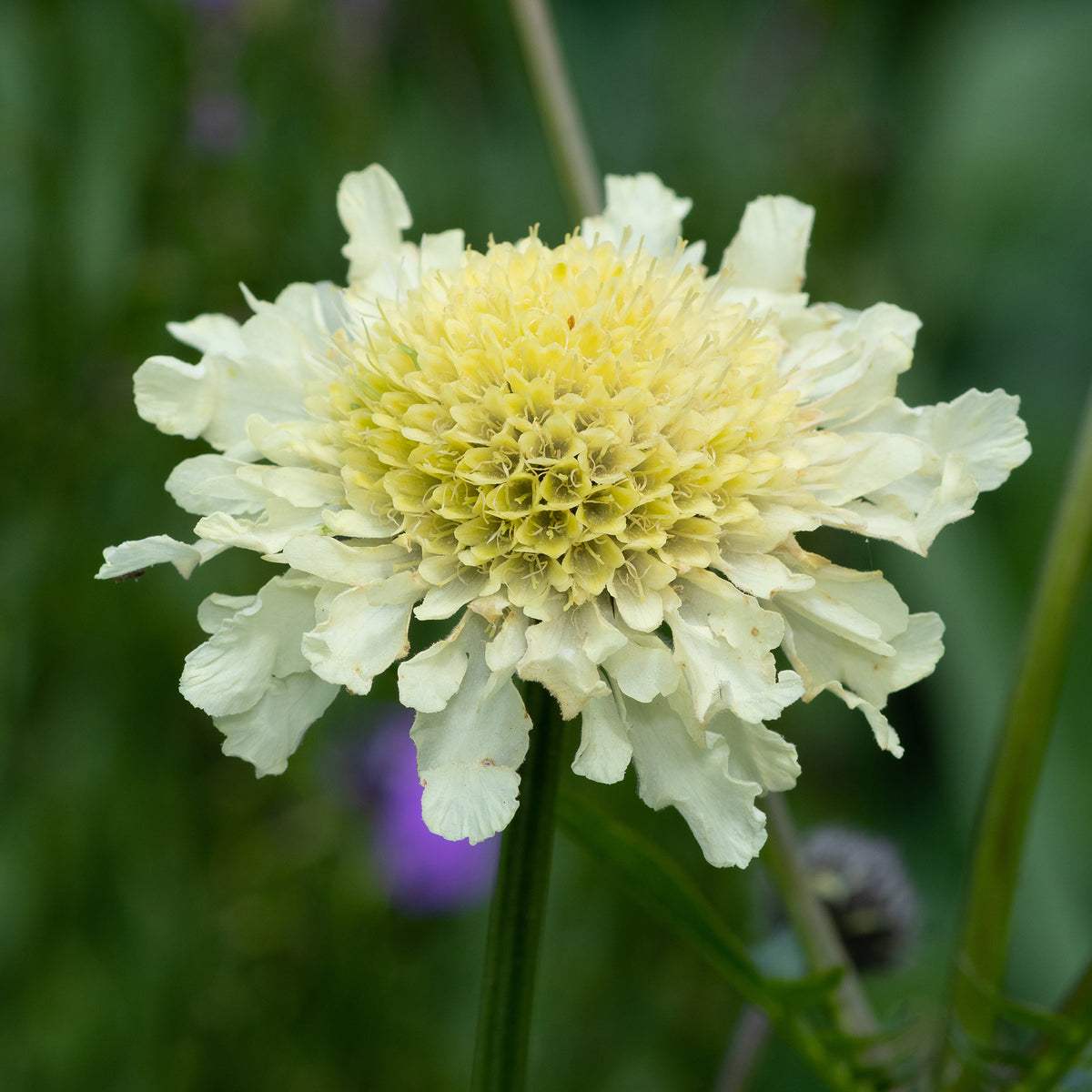 Scabieuse jaune - Scabiosa ochroleuca - Willemse
