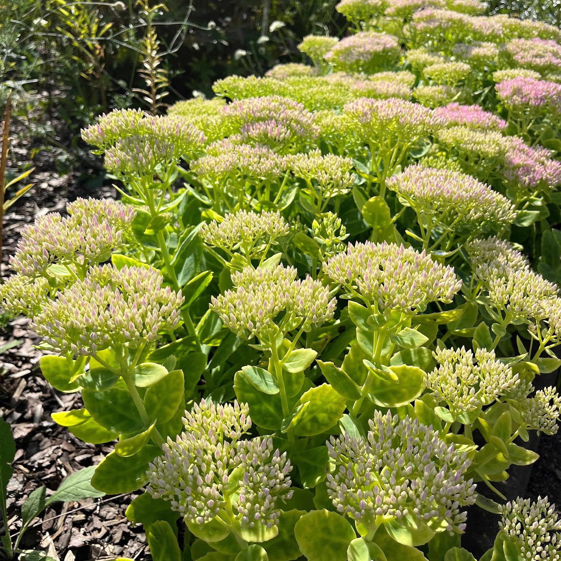 Sédums - Sedum Brillant - Sedum spectabile brilliant ( brilliant group )