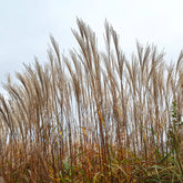 Eulalie China - Willemse