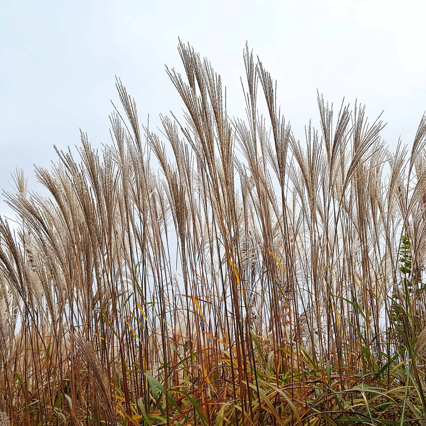 Eulalie China - Willemse