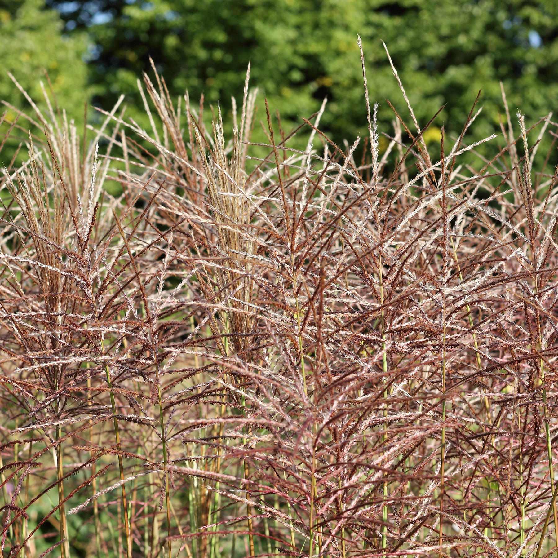 Eulalie - Roseau de Chine - Eulalie China - Miscanthus sinensis china