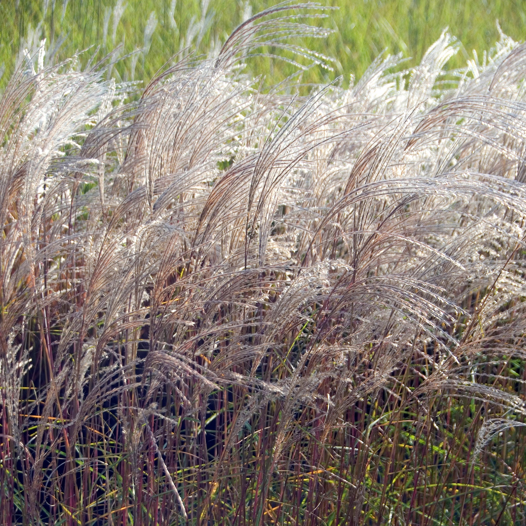 Miscanthus sinensis flamingo - Eulalie Flamingo - Eulalie - Roseau de Chine