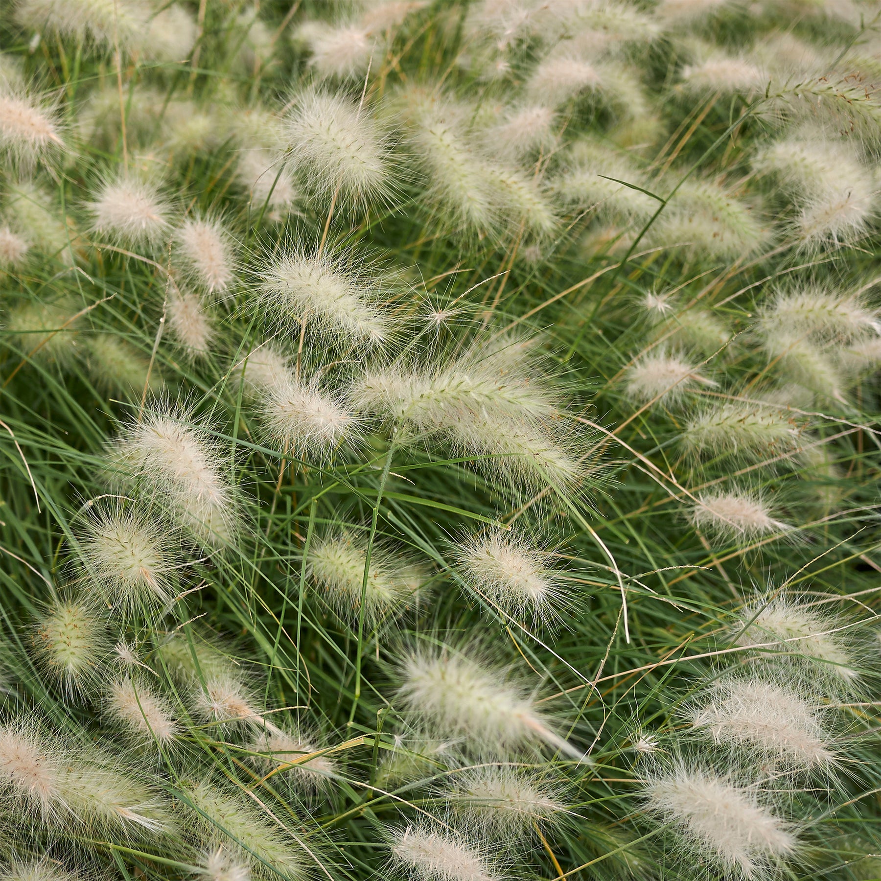 Herbe aux écouvillons hérissée - Pennisetum - Willemse