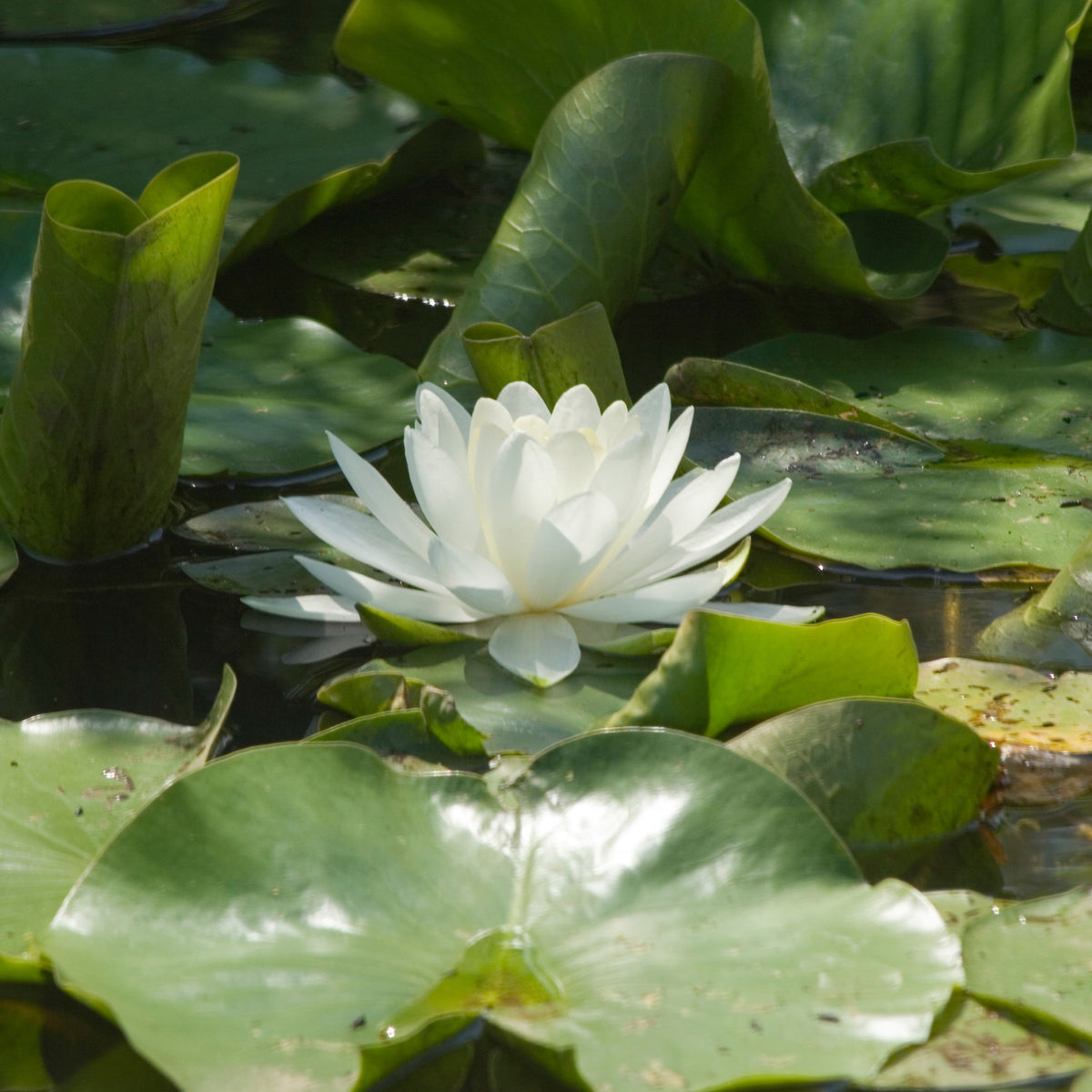 Nénuphar blanc - Nymphaea alba - Willemse