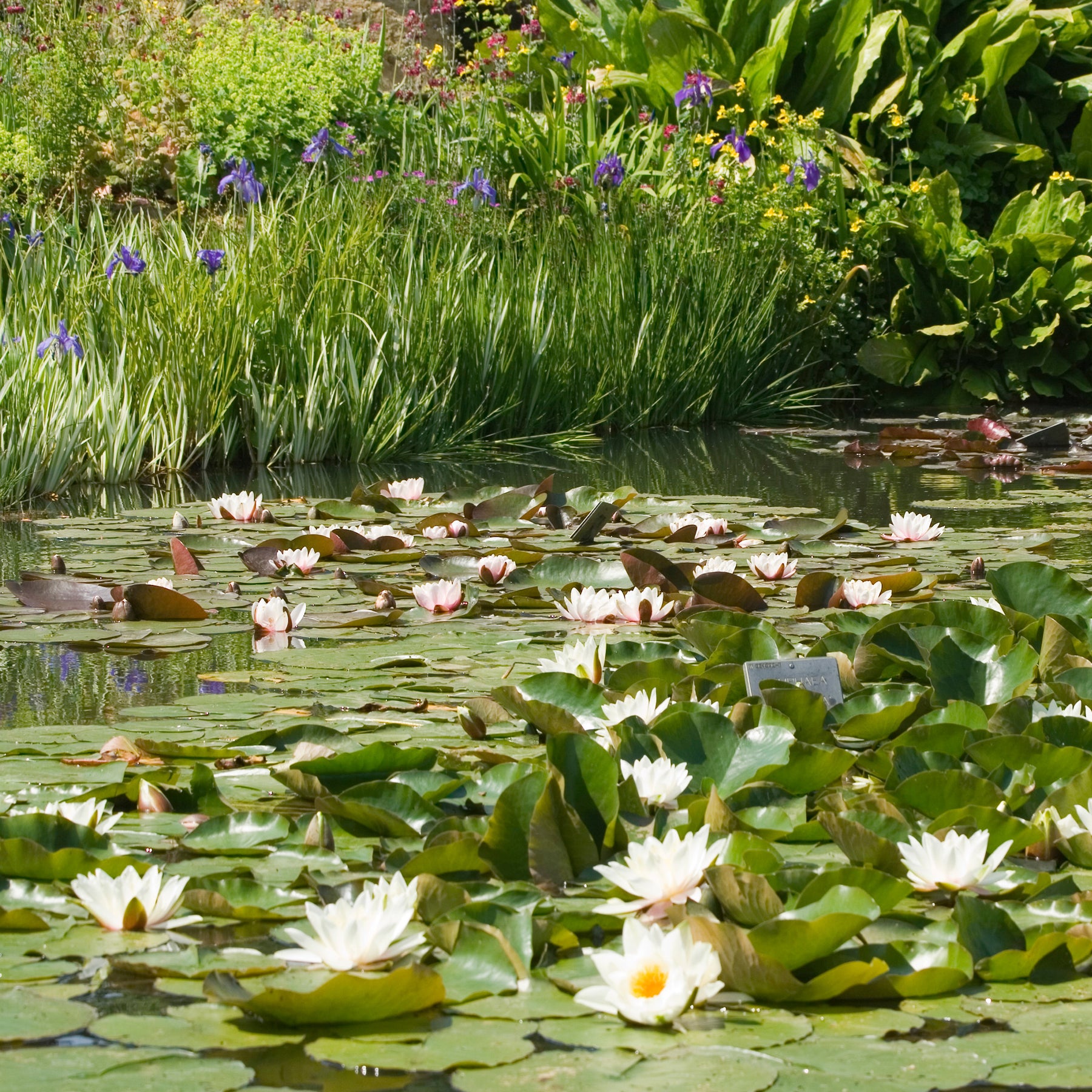 Nymphaea alba - Nénuphar blanc - Nénuphars