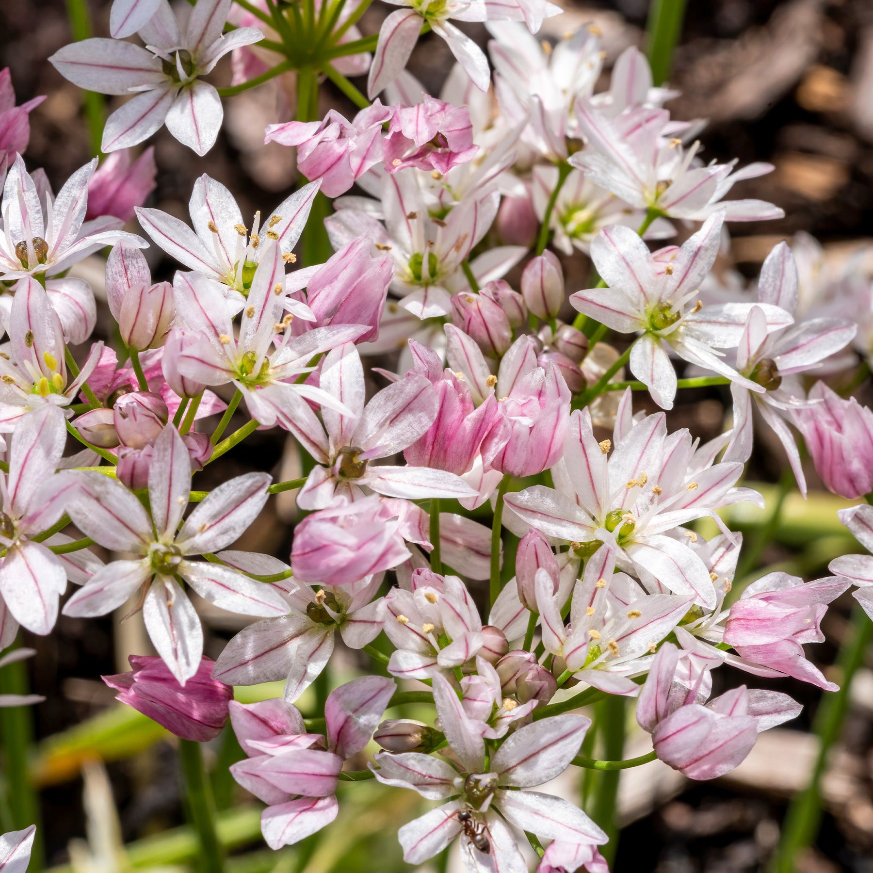 Vente 25 Alliums Caméléon - Allium cameleon