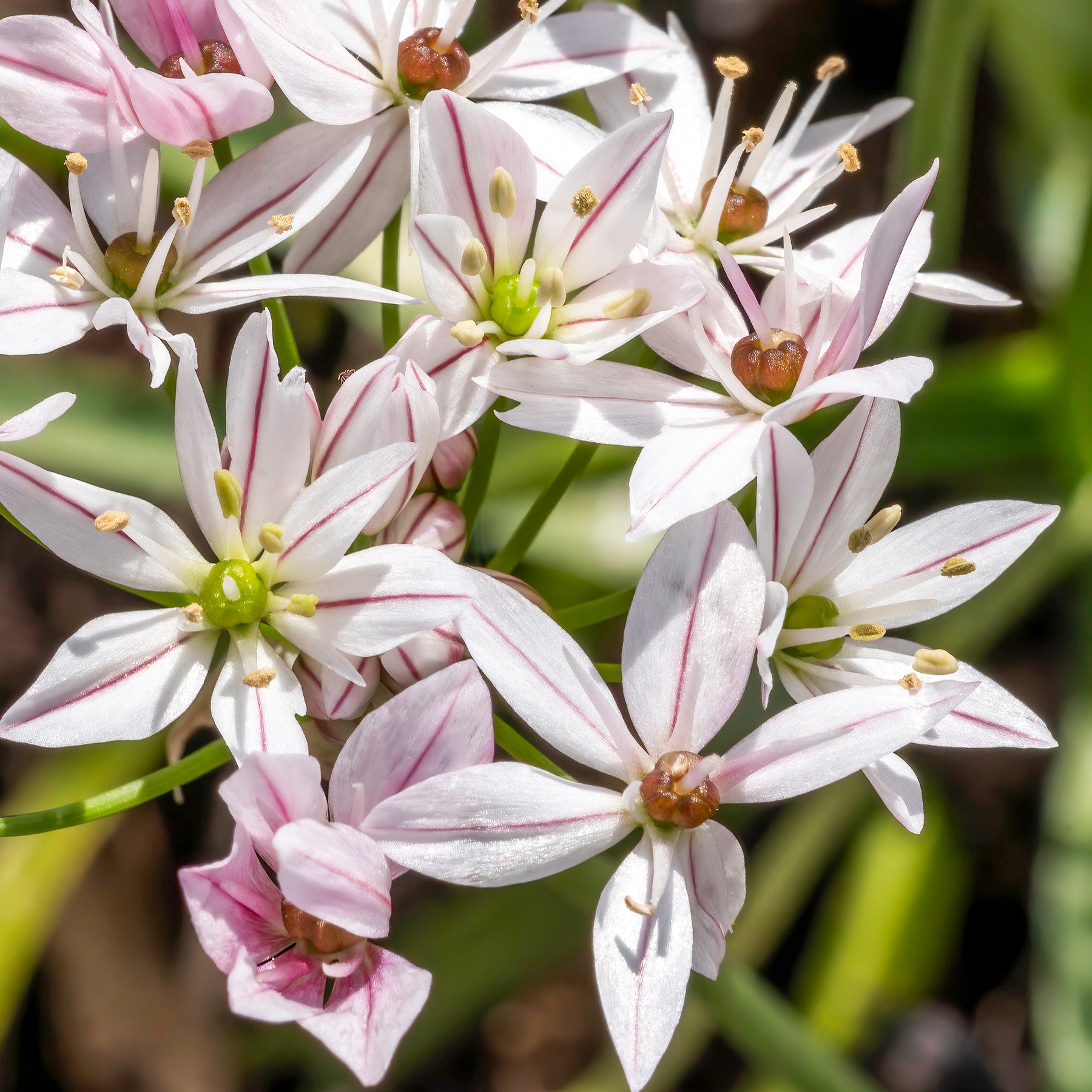 Tulipa ice cream, allium cameleon - Collection de 15 Tulipes Ice Cream et Alliums Caméléon - Collections de bulbes