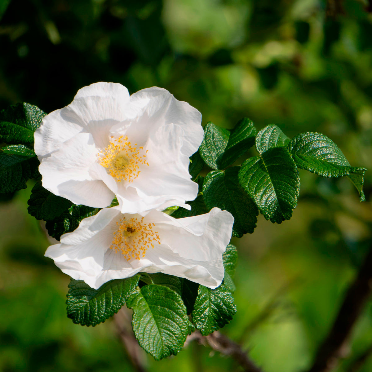 Rosier rugueux à fleurs blanches - Rosa rugosa alba - Willemse
