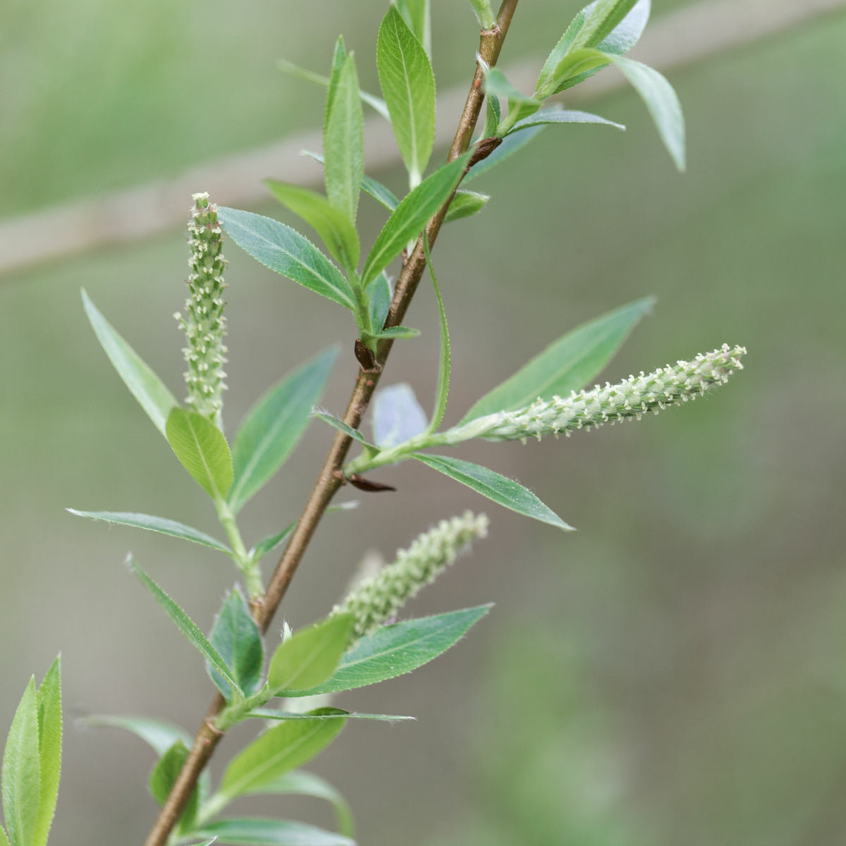 Saule, osier brun - Salix triandra - Plantes